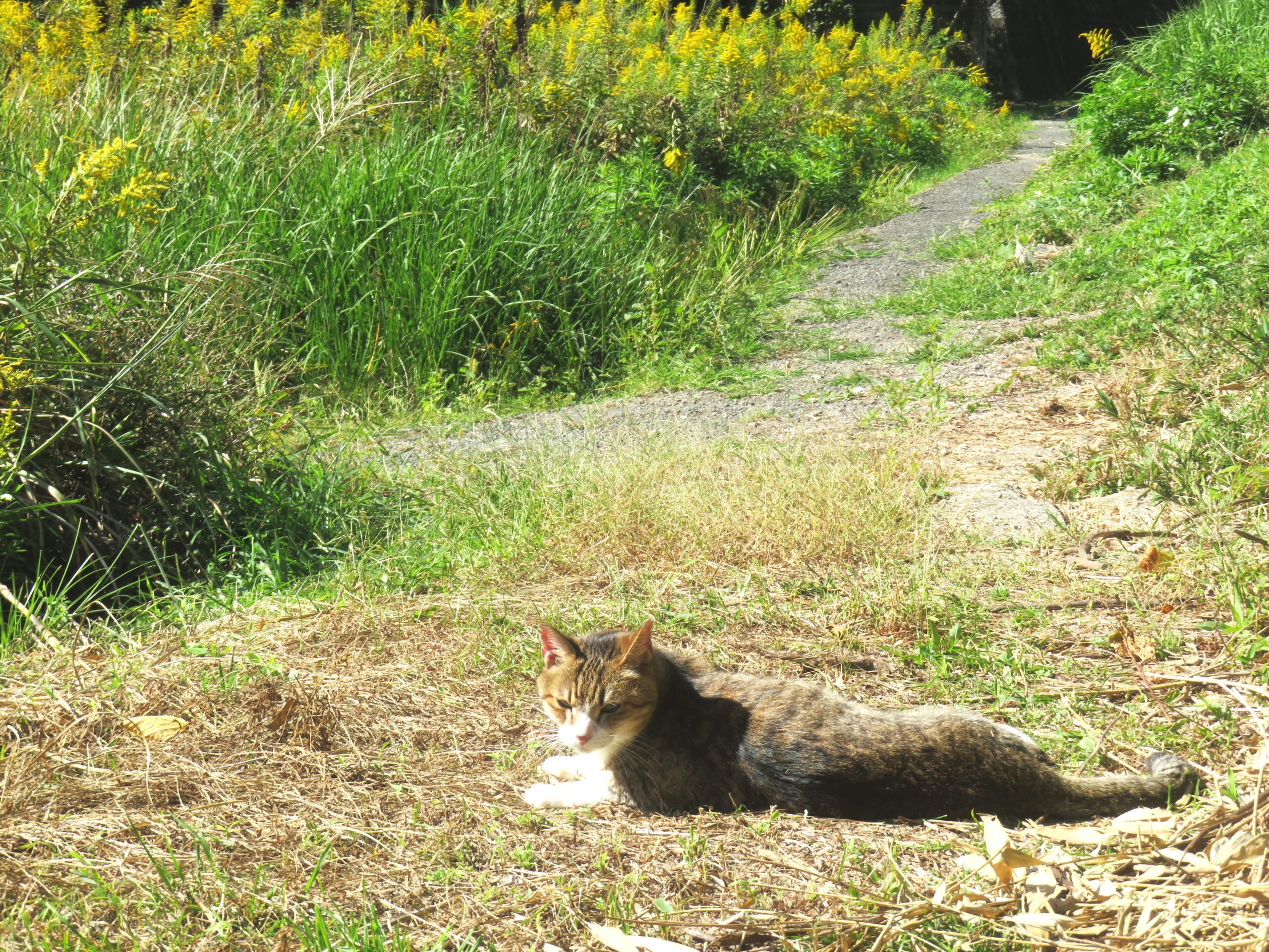 ねこ、風太　巡回