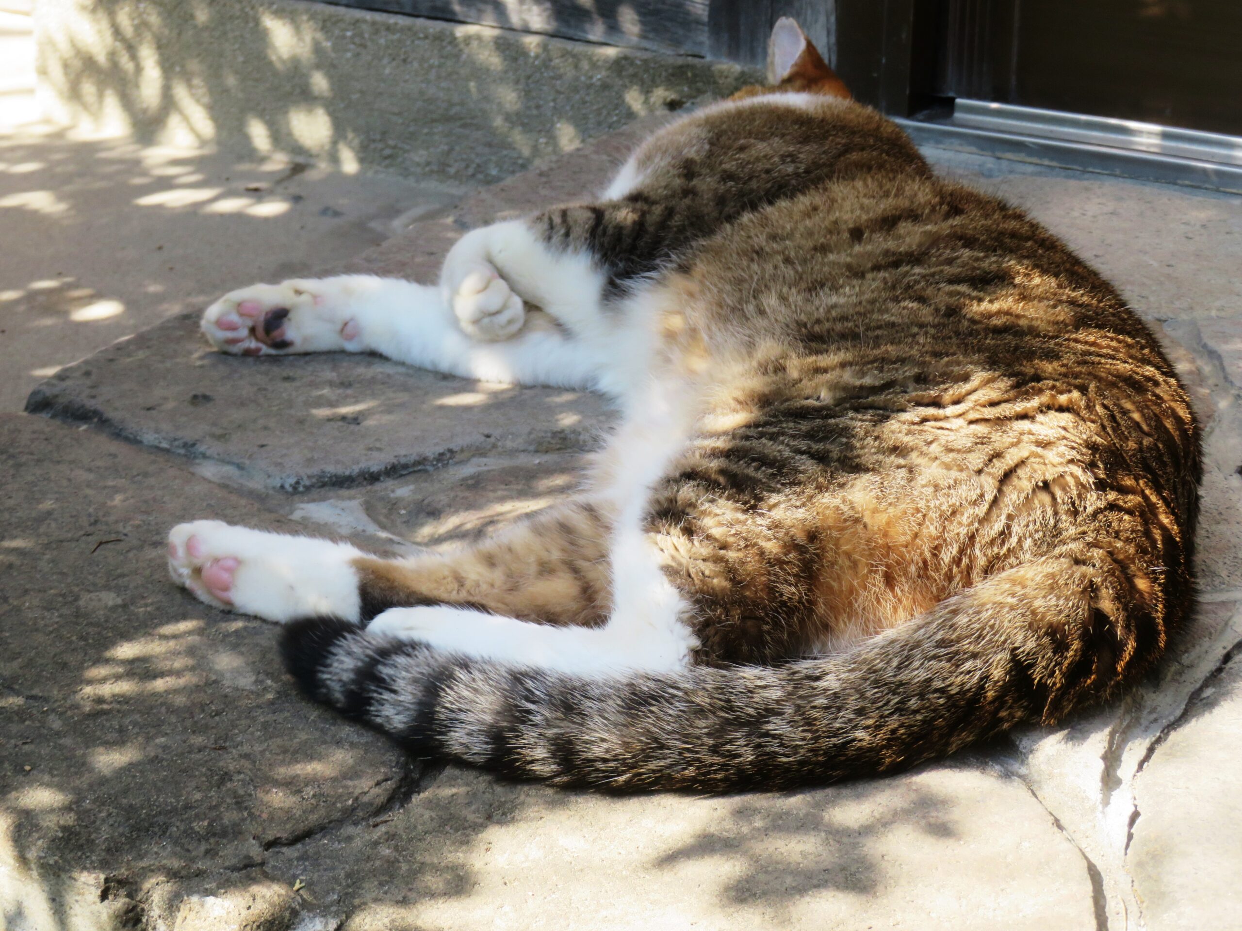 ねこ、風太 巡回