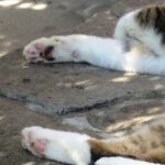 ねこ、風太　巡回