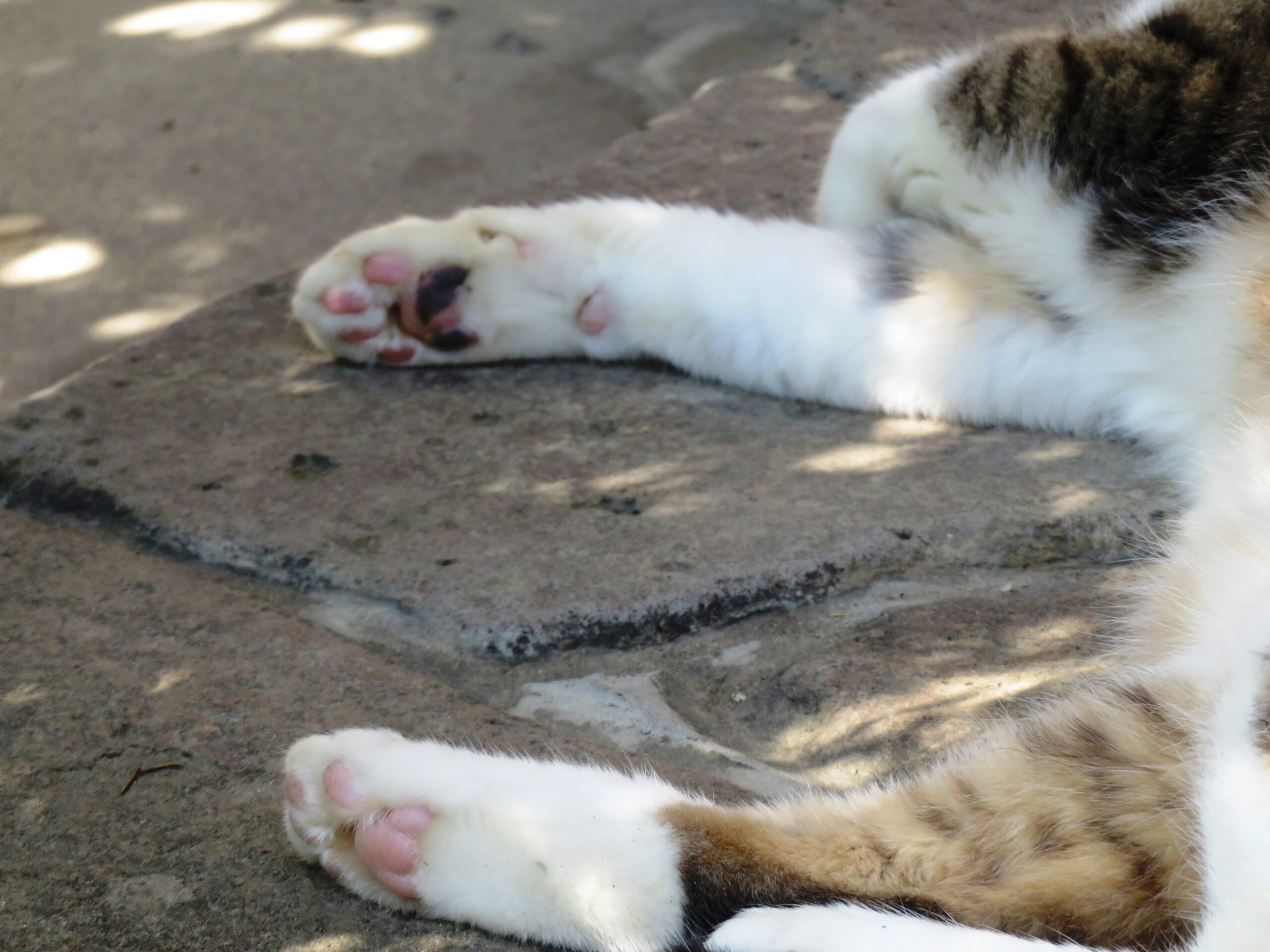 ねこ、風太 巡回