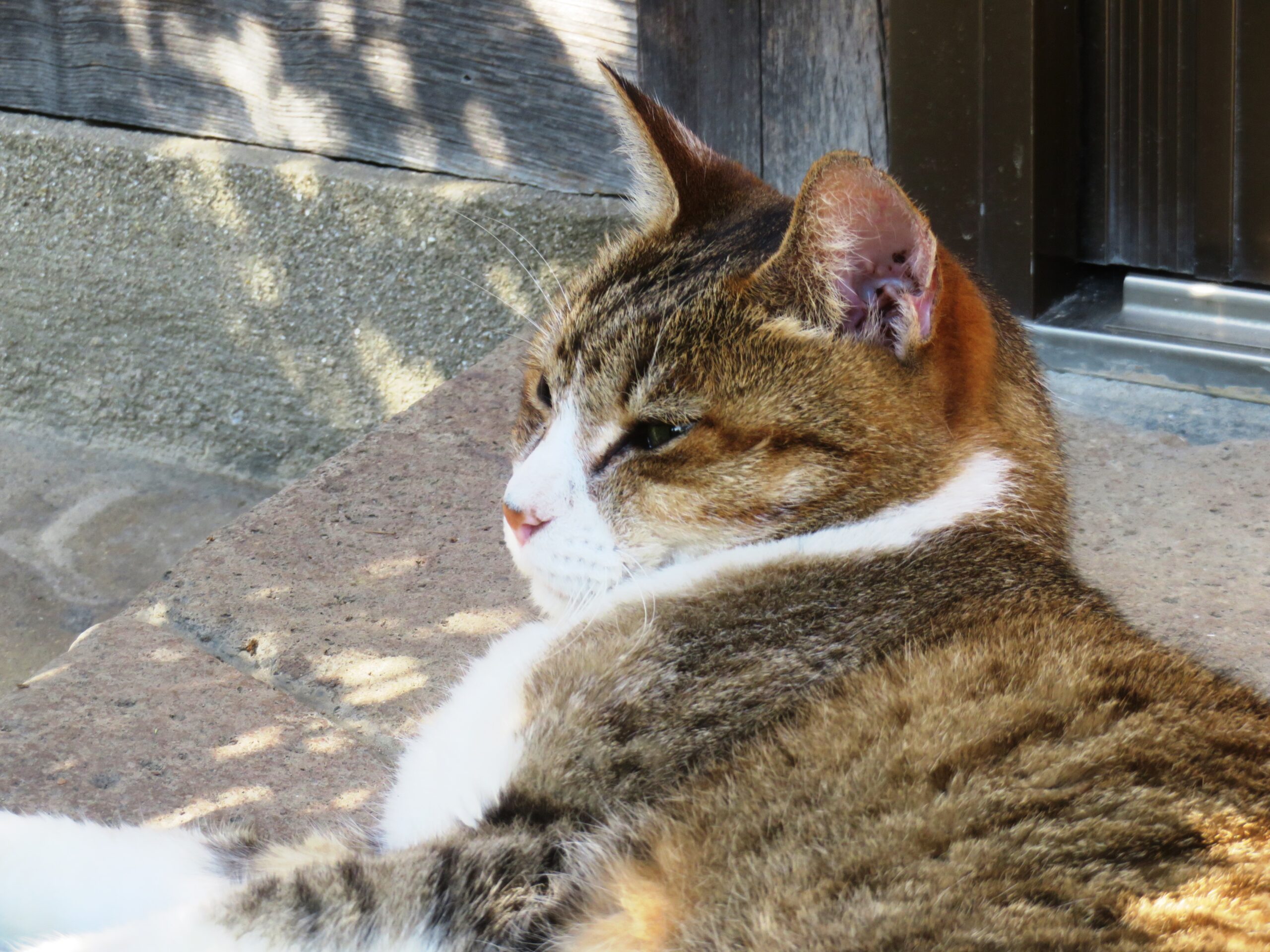 ねこ、風太 巡回
