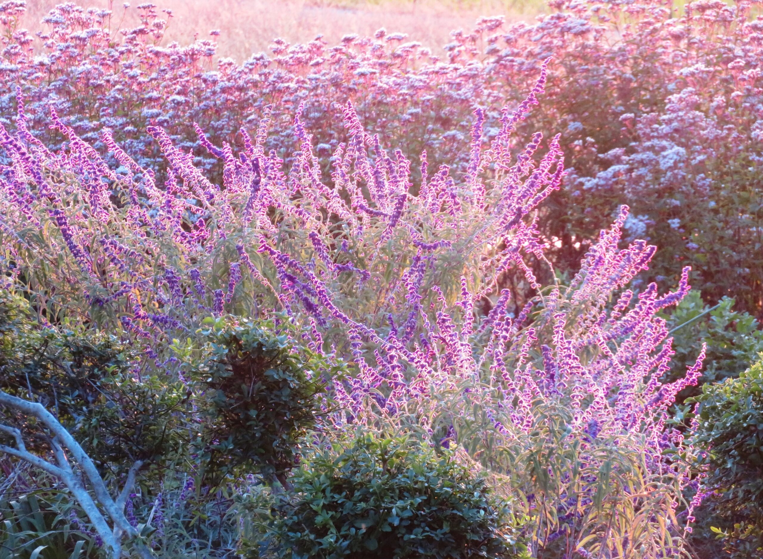 秋の夕暮れ 畑花壇