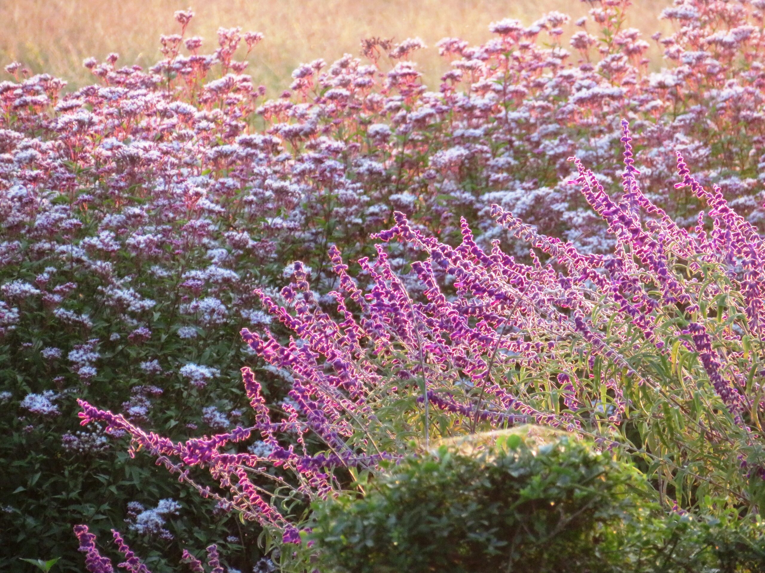 秋の夕暮れ 畑花壇