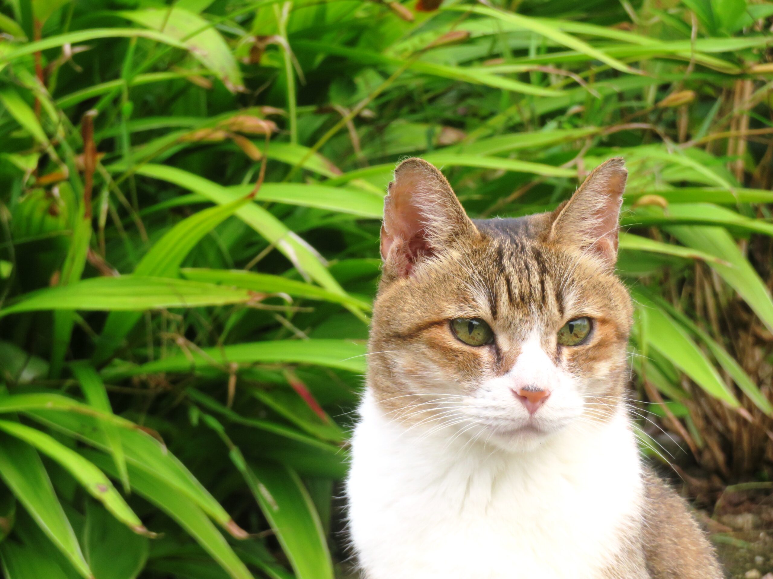 ねこ、風太　巡回