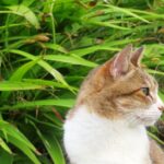 ねこ、風太　巡回
