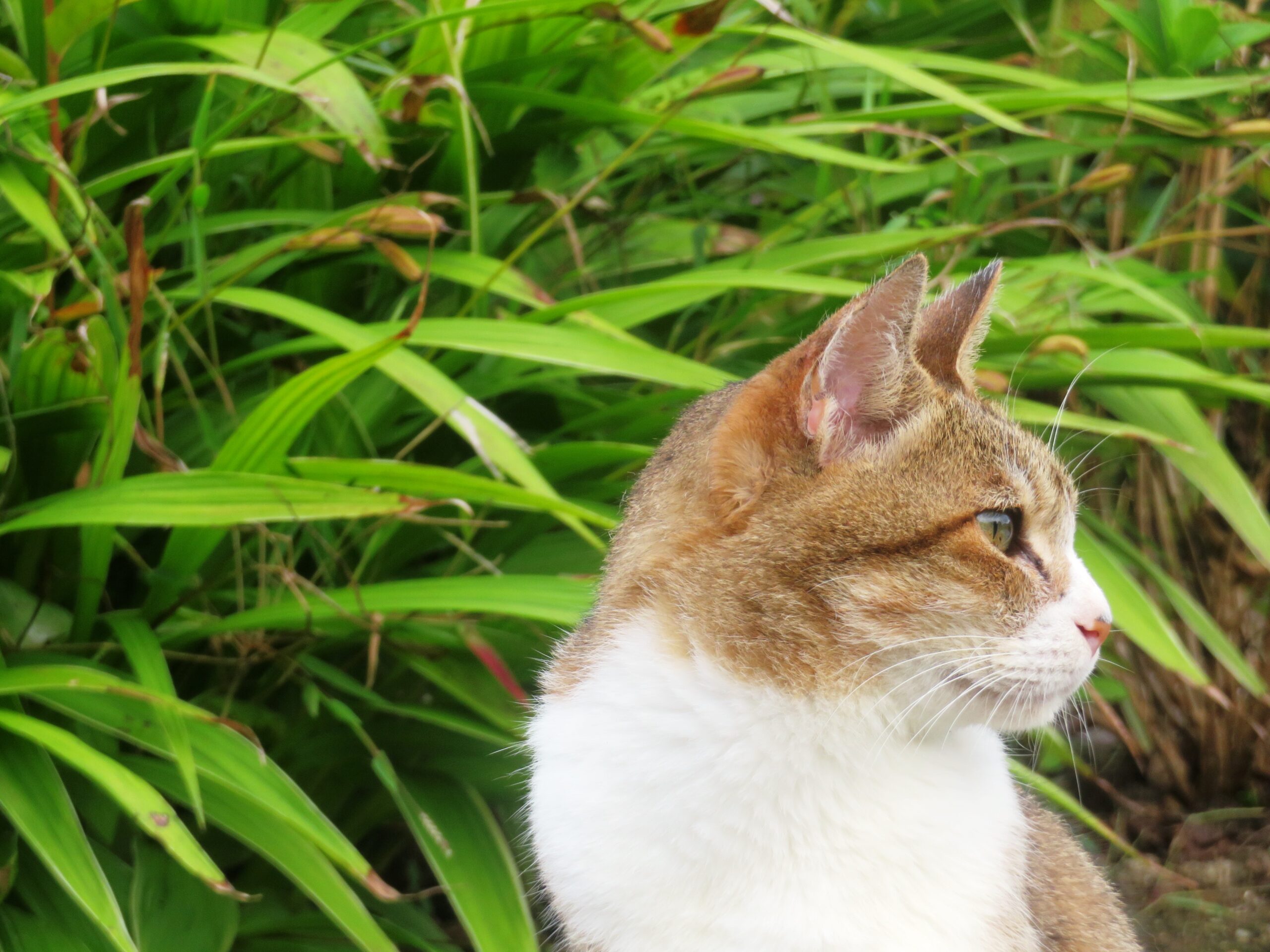 ねこ、風太　巡回