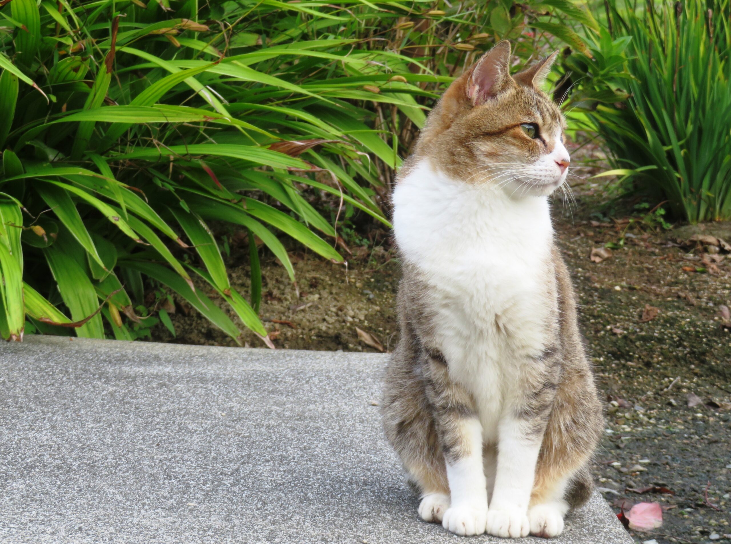 ねこ、風太　巡回