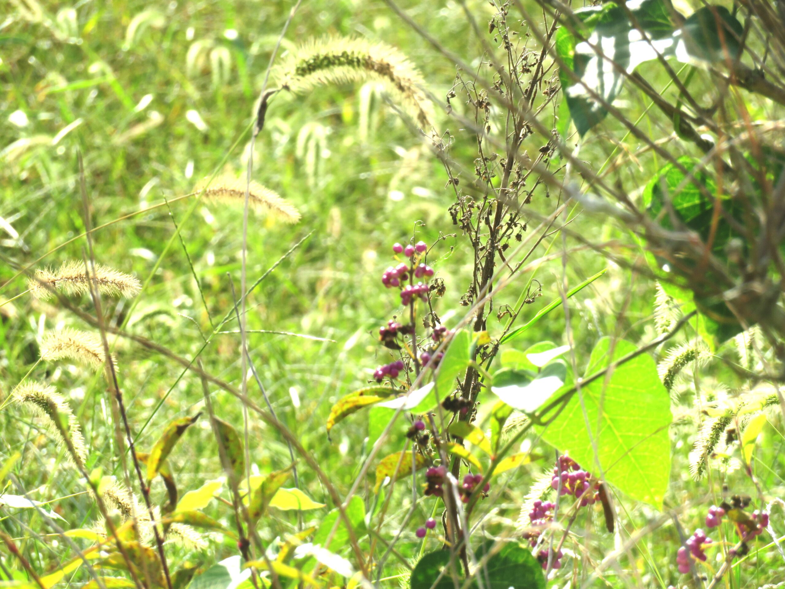 紫式部(ムラサキシキブ)