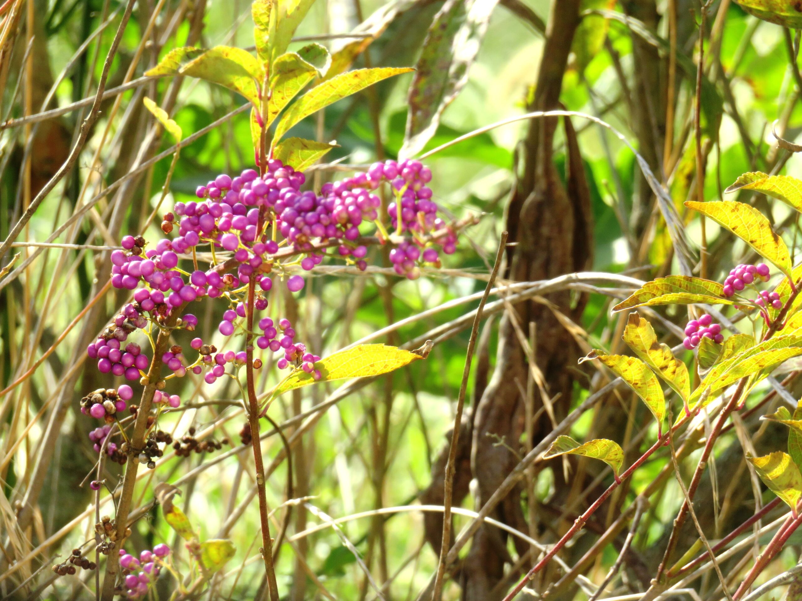 紫式部(ムラサキシキブ)