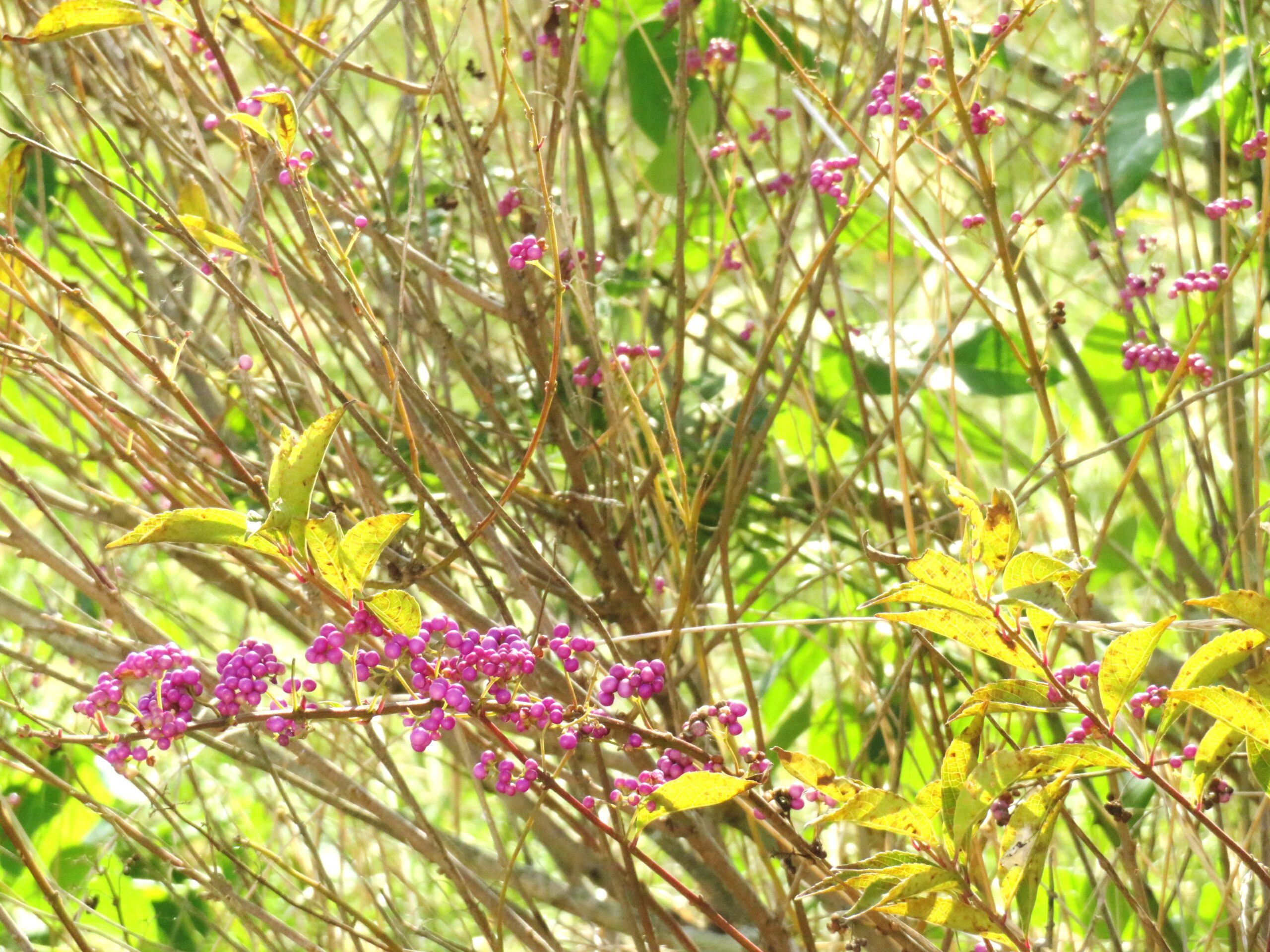 紫式部(ムラサキシキブ)