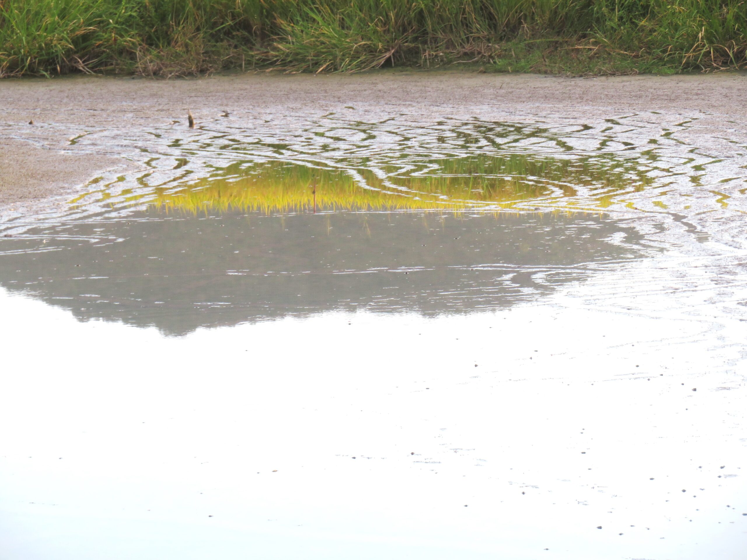 名残の穂あかり