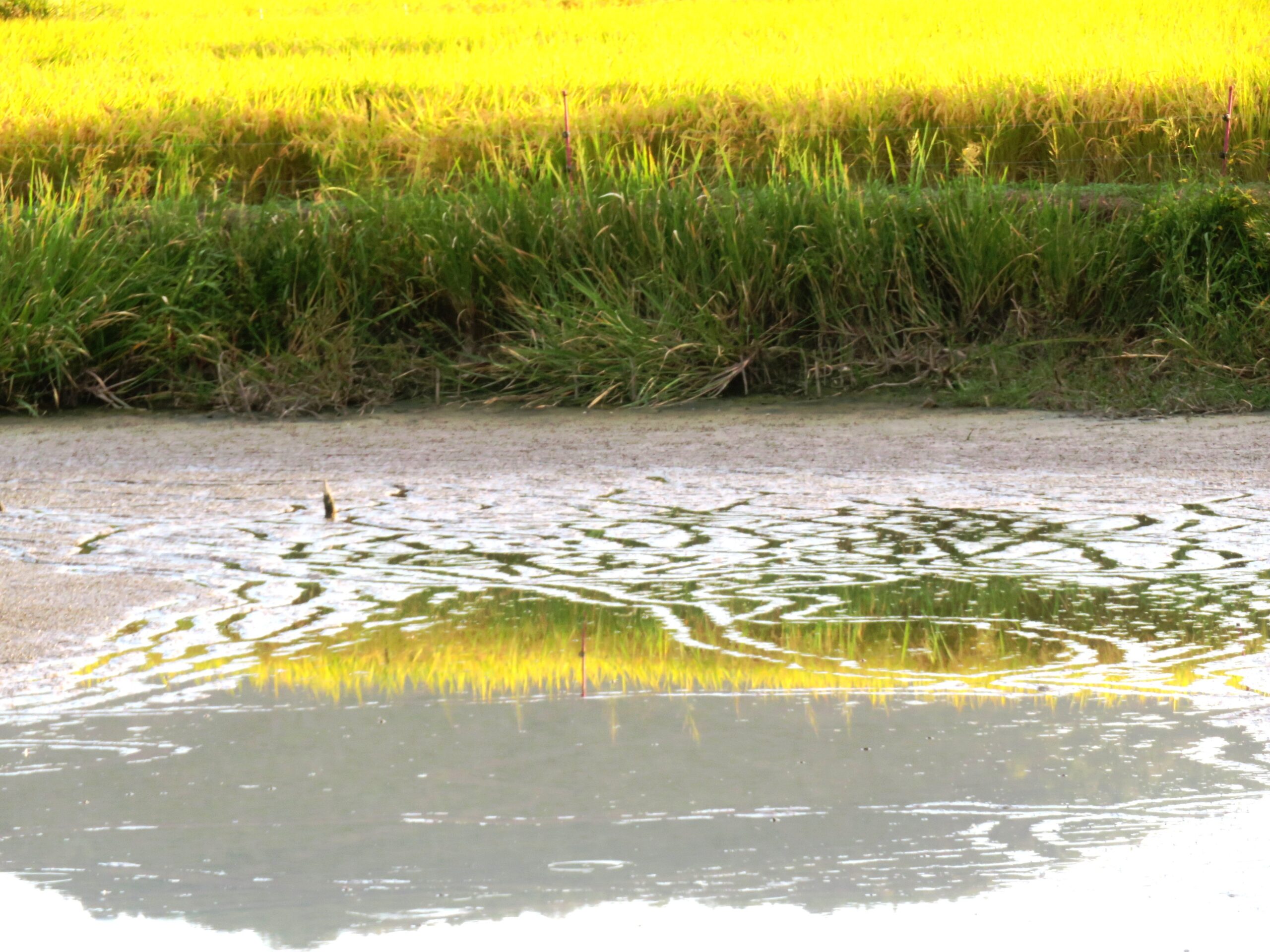名残の穂あかり