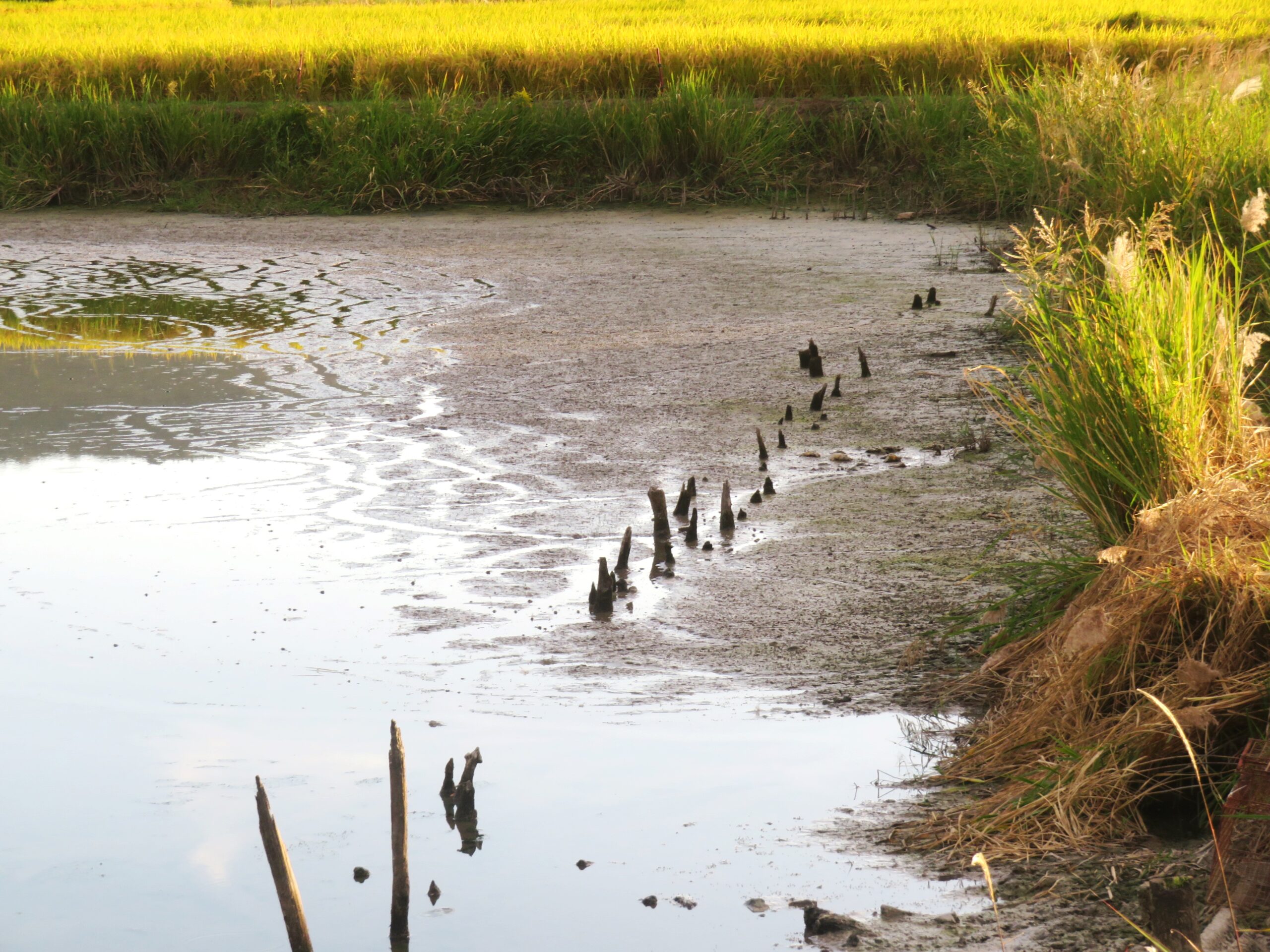 名残の穂あかり