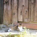 ねこ、風太　巡回