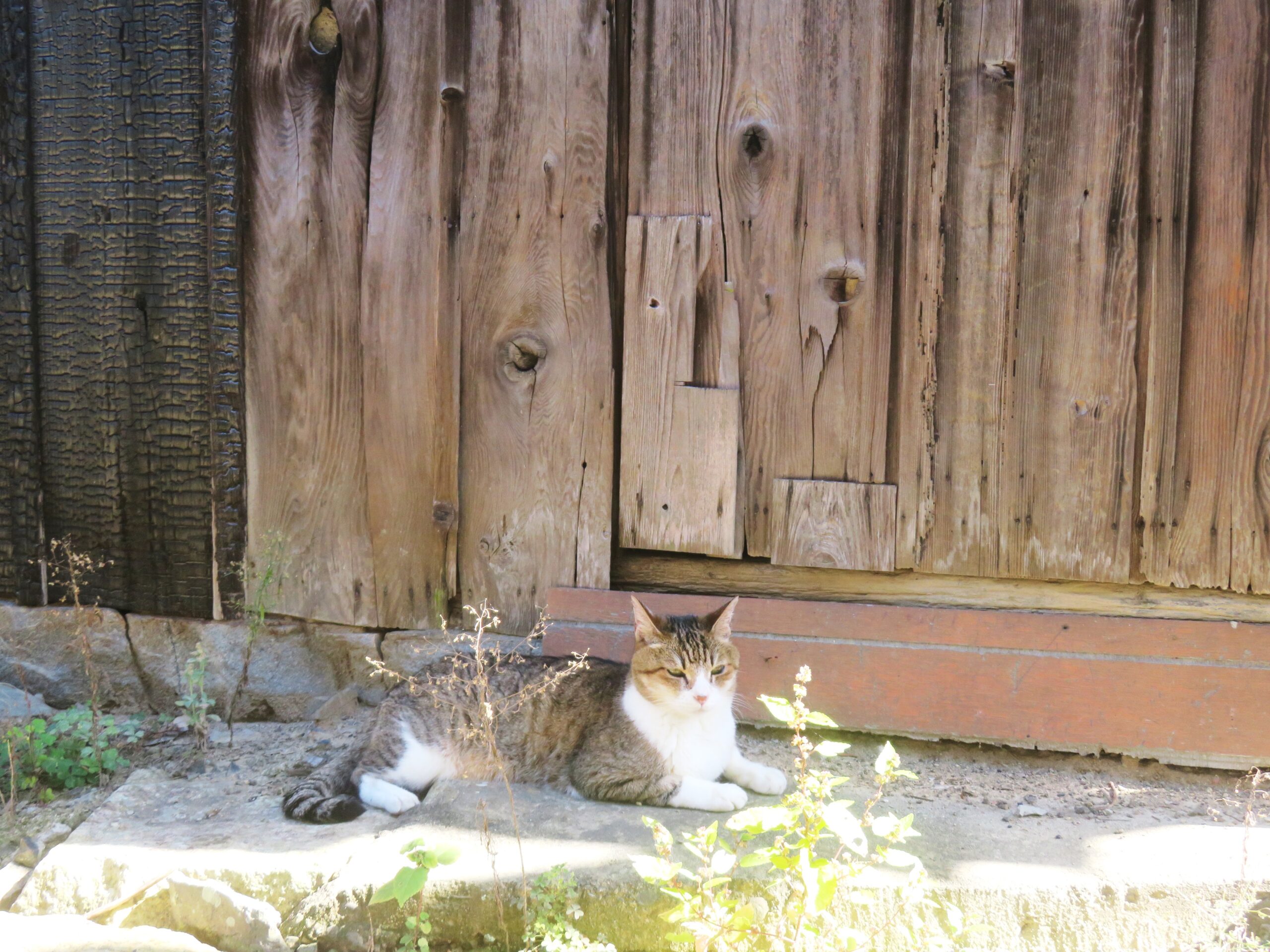 ねこ、風太 巡回