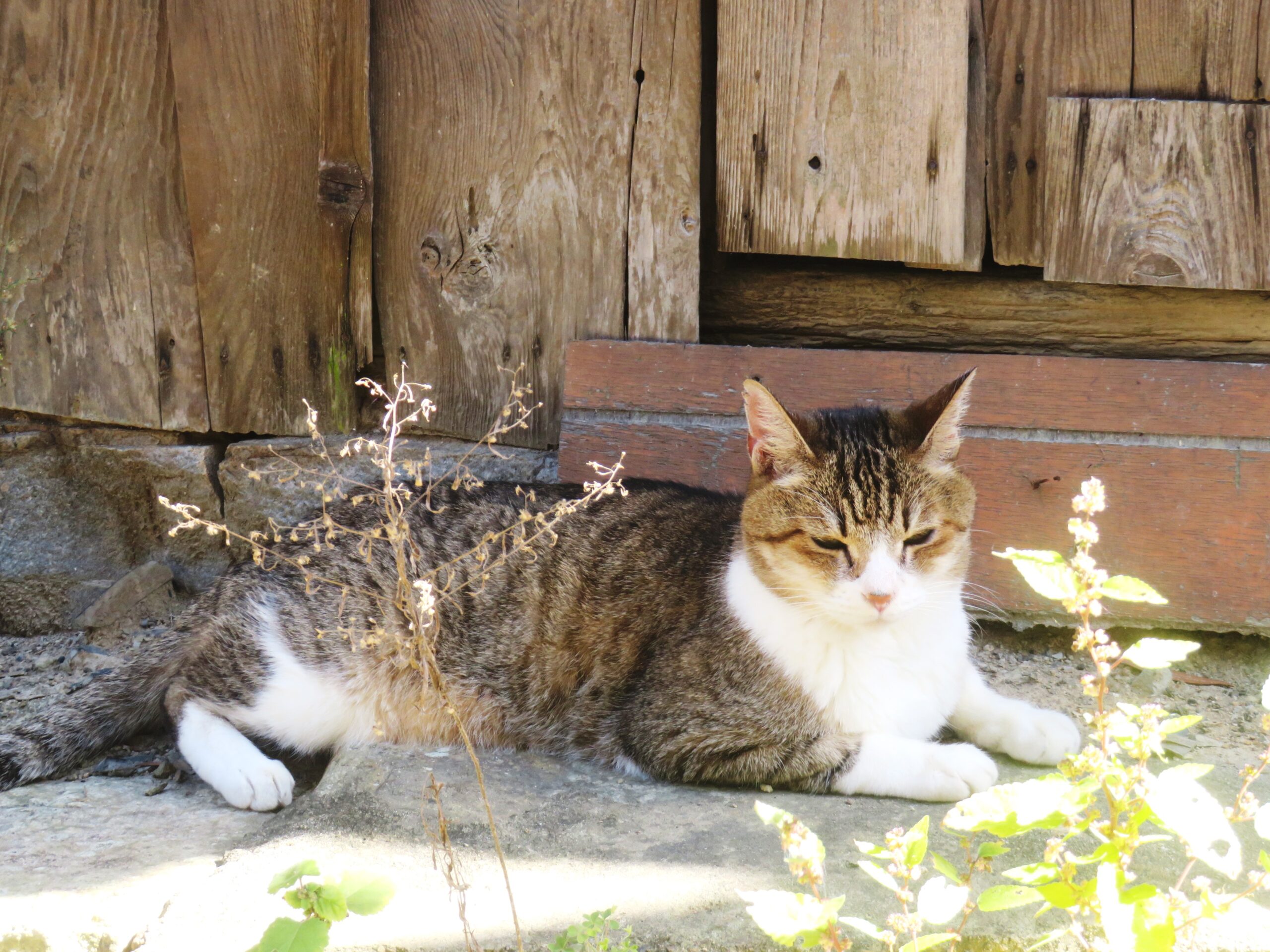 ねこ、風太 巡回