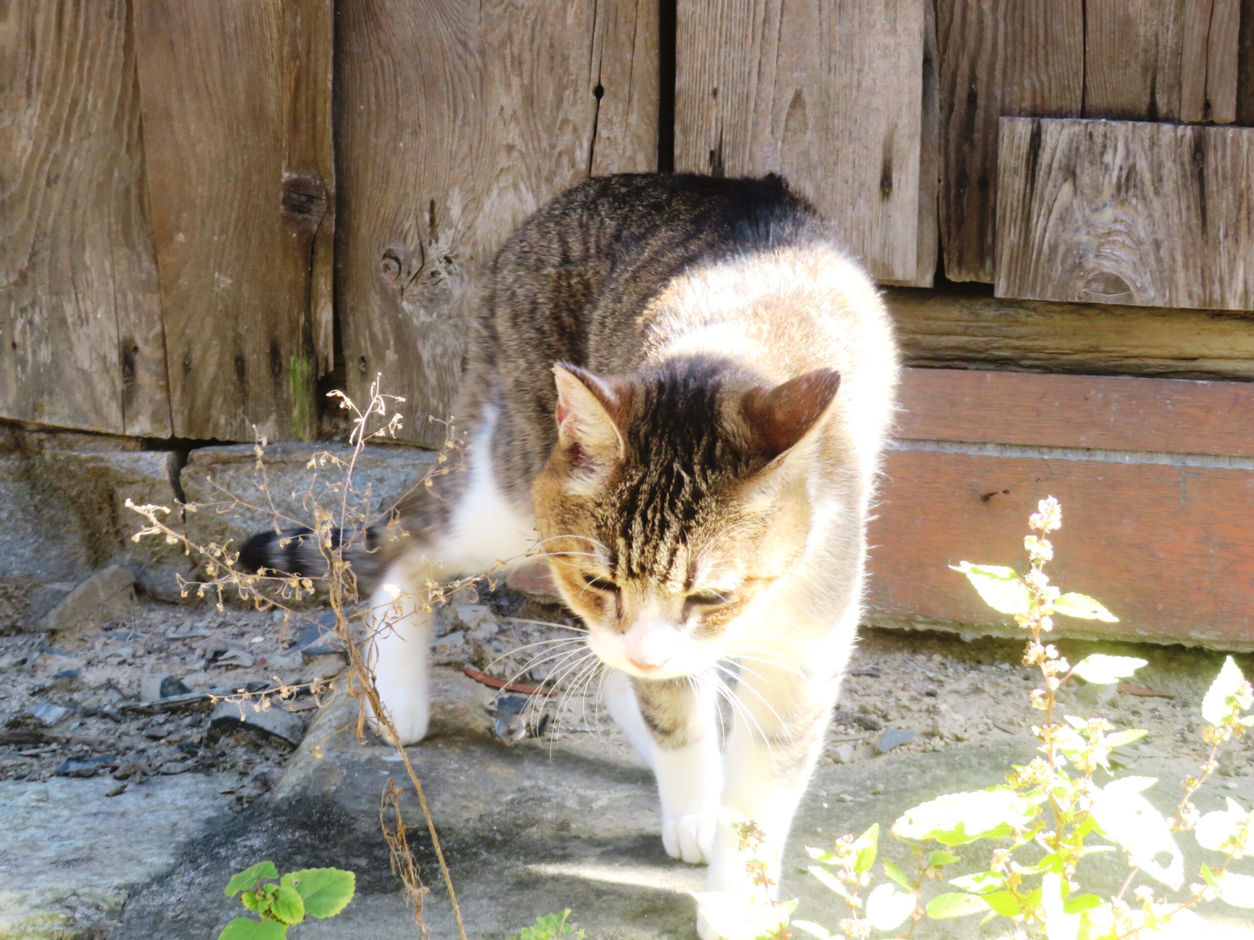 ねこ、風太 巡回