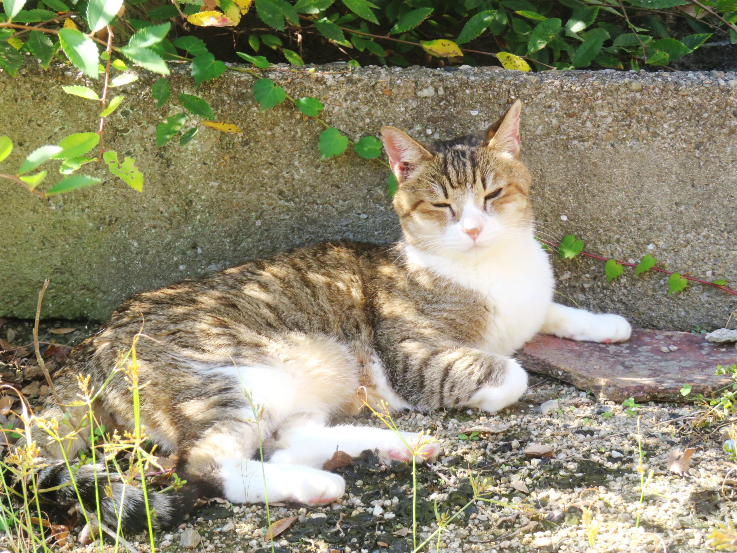 ねこ、風太　巡回