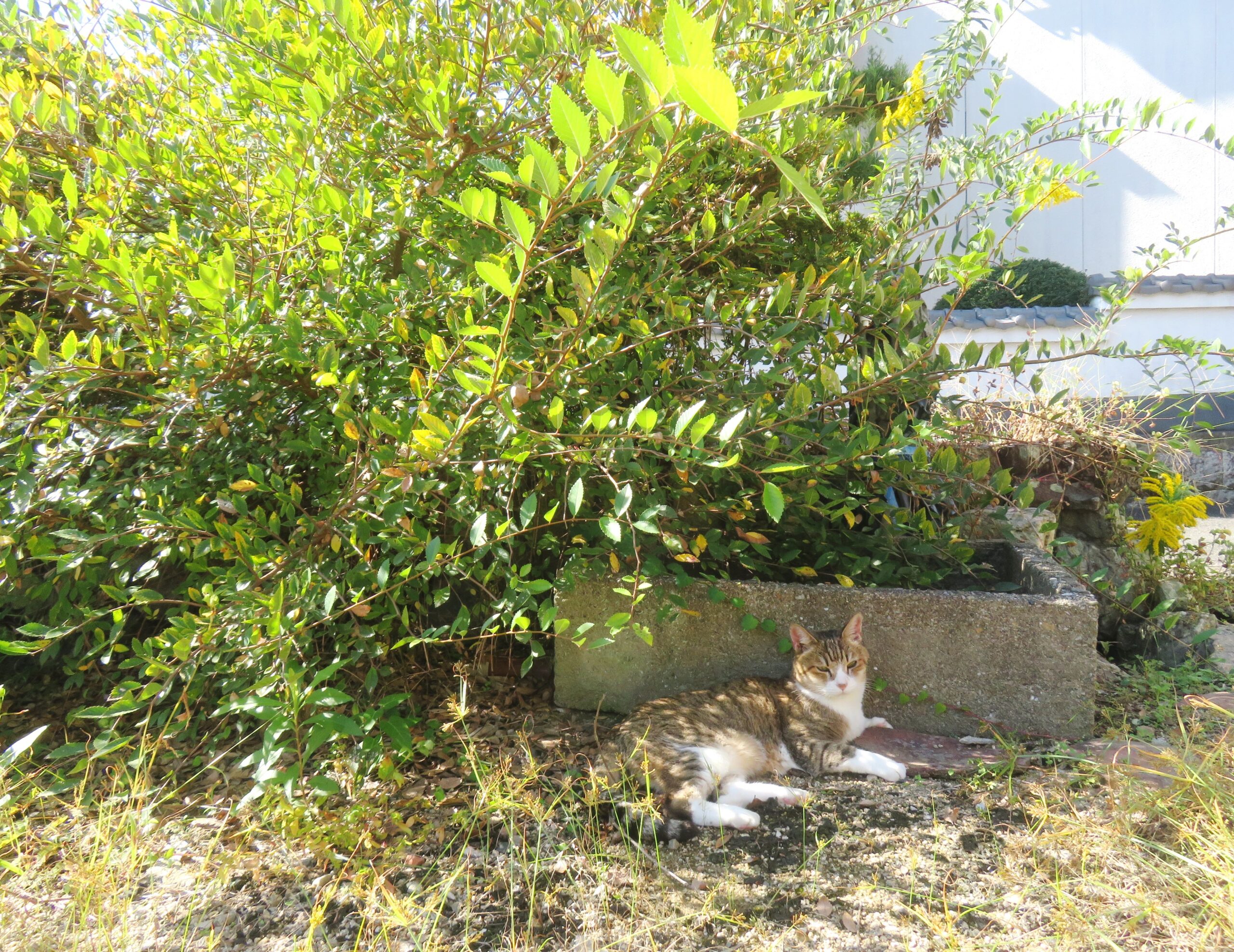 ねこ、風太　巡回