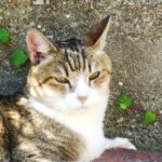 ねこ、風太　巡回