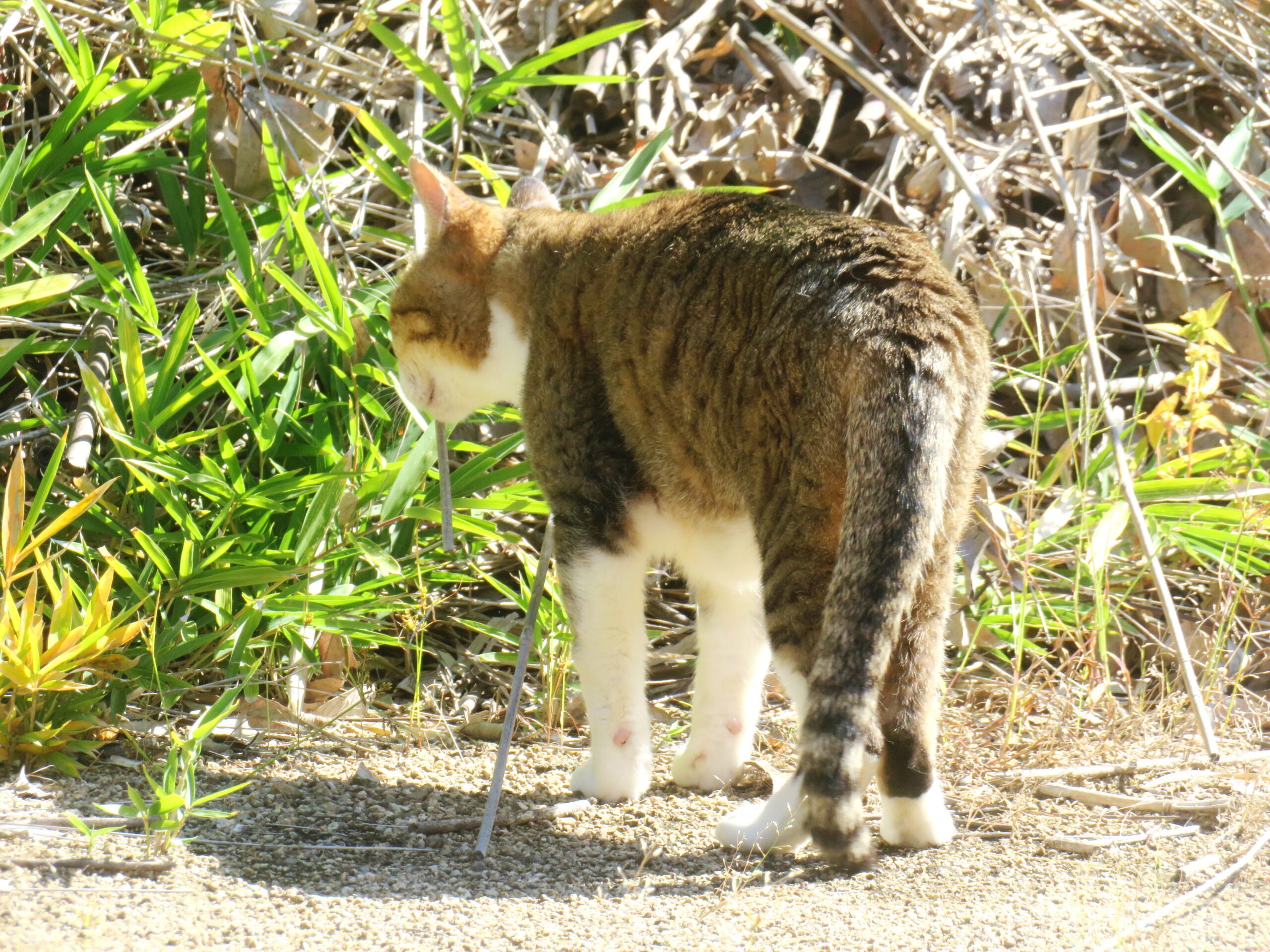 ねこ、風太 巡回