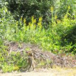 ねこ、風太　巡回