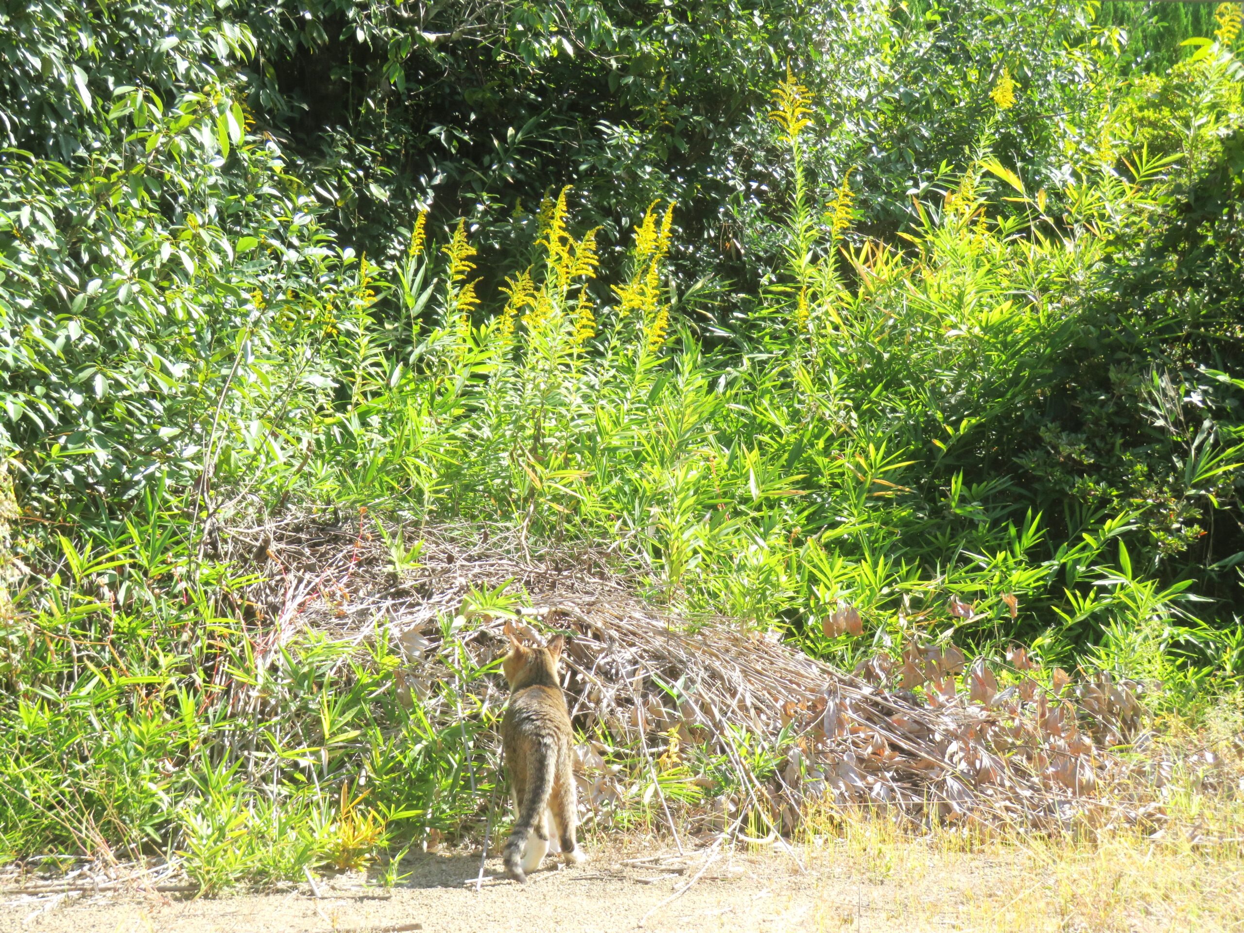 ねこ、風太 巡回
