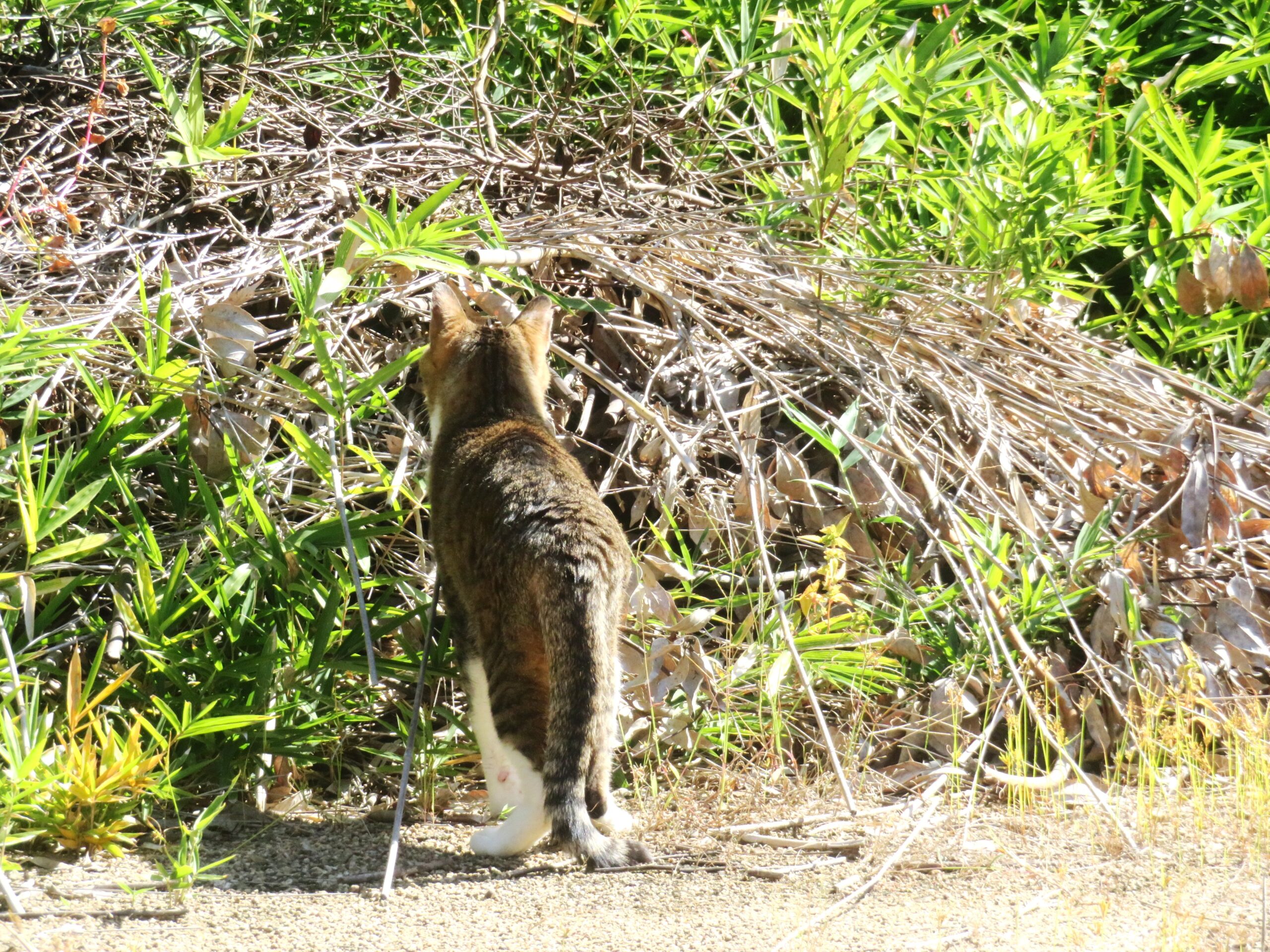 ねこ、風太 巡回