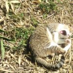 ねこ、風太　巡回