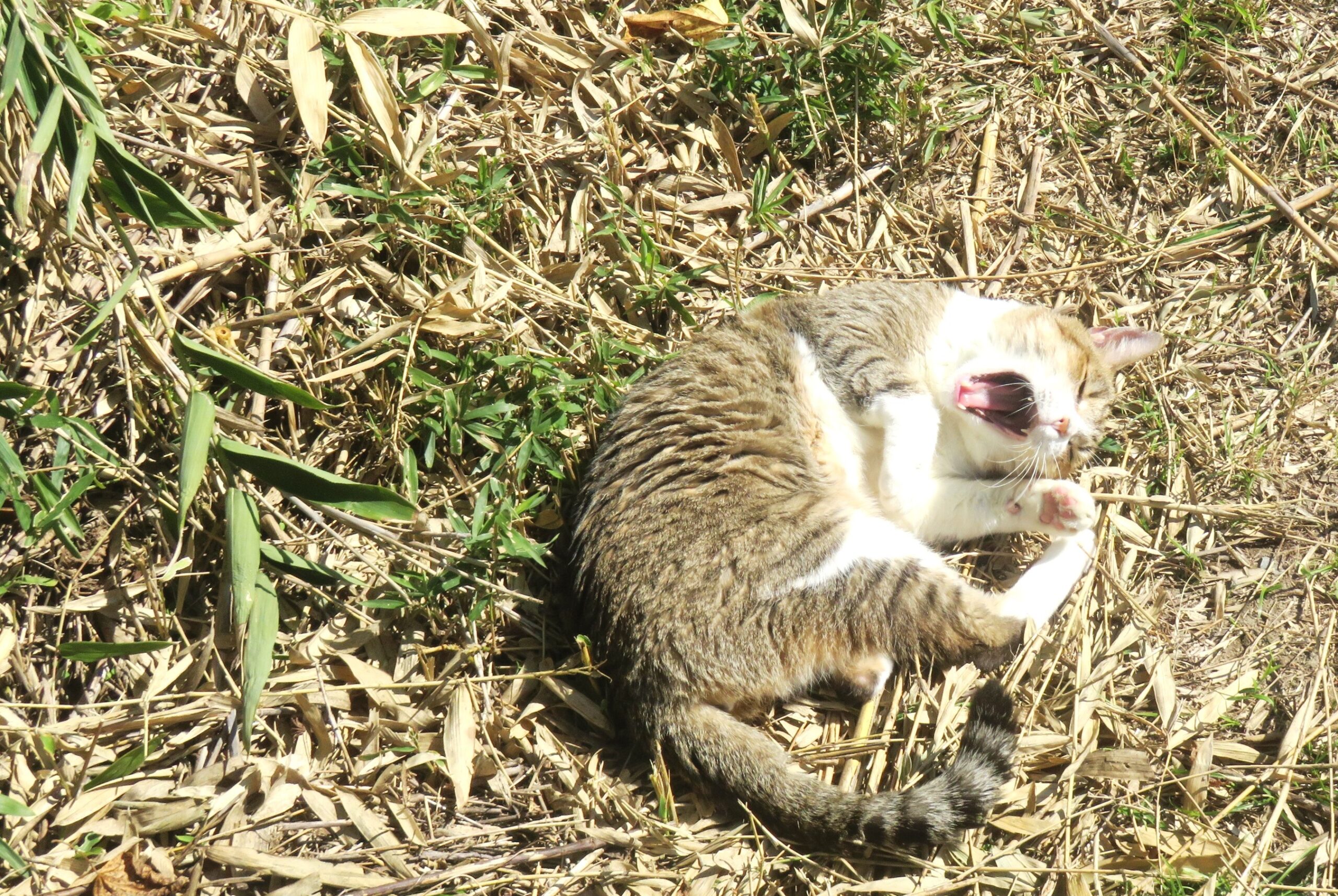 ねこ、風太　巡回