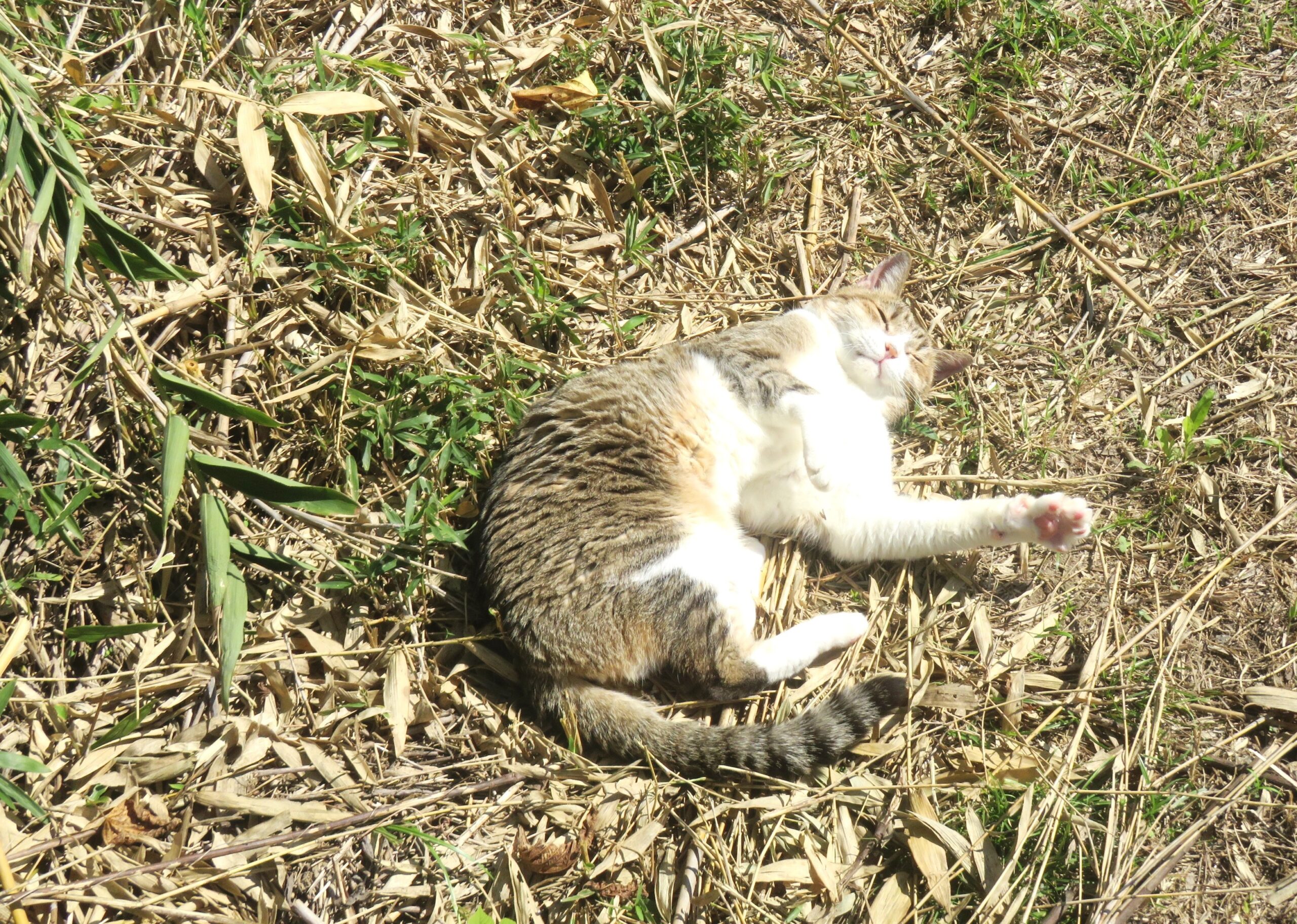 ねこ、風太　巡回