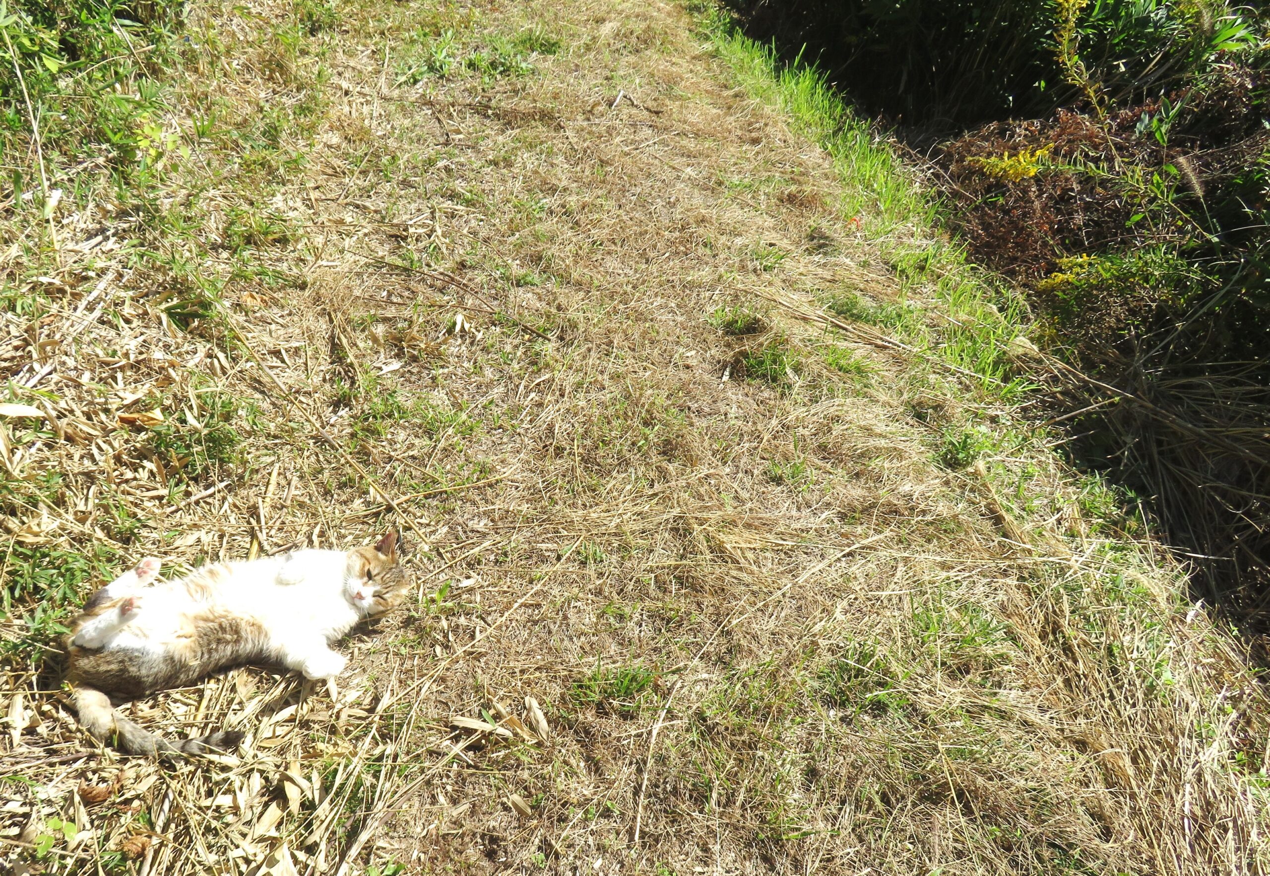 ねこ、風太　巡回