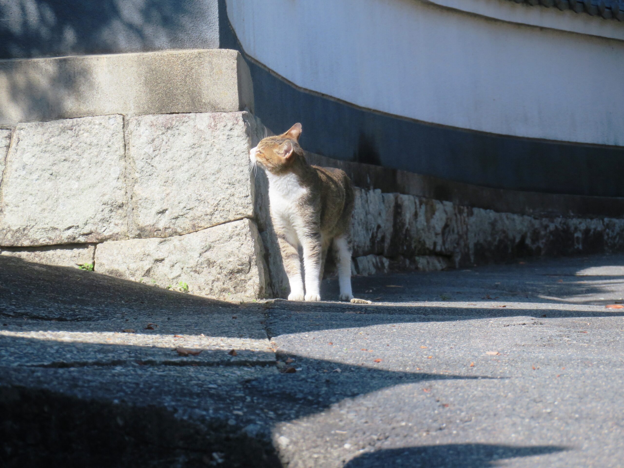 ねこ、風太 巡回