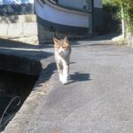 ねこ、風太　巡回
