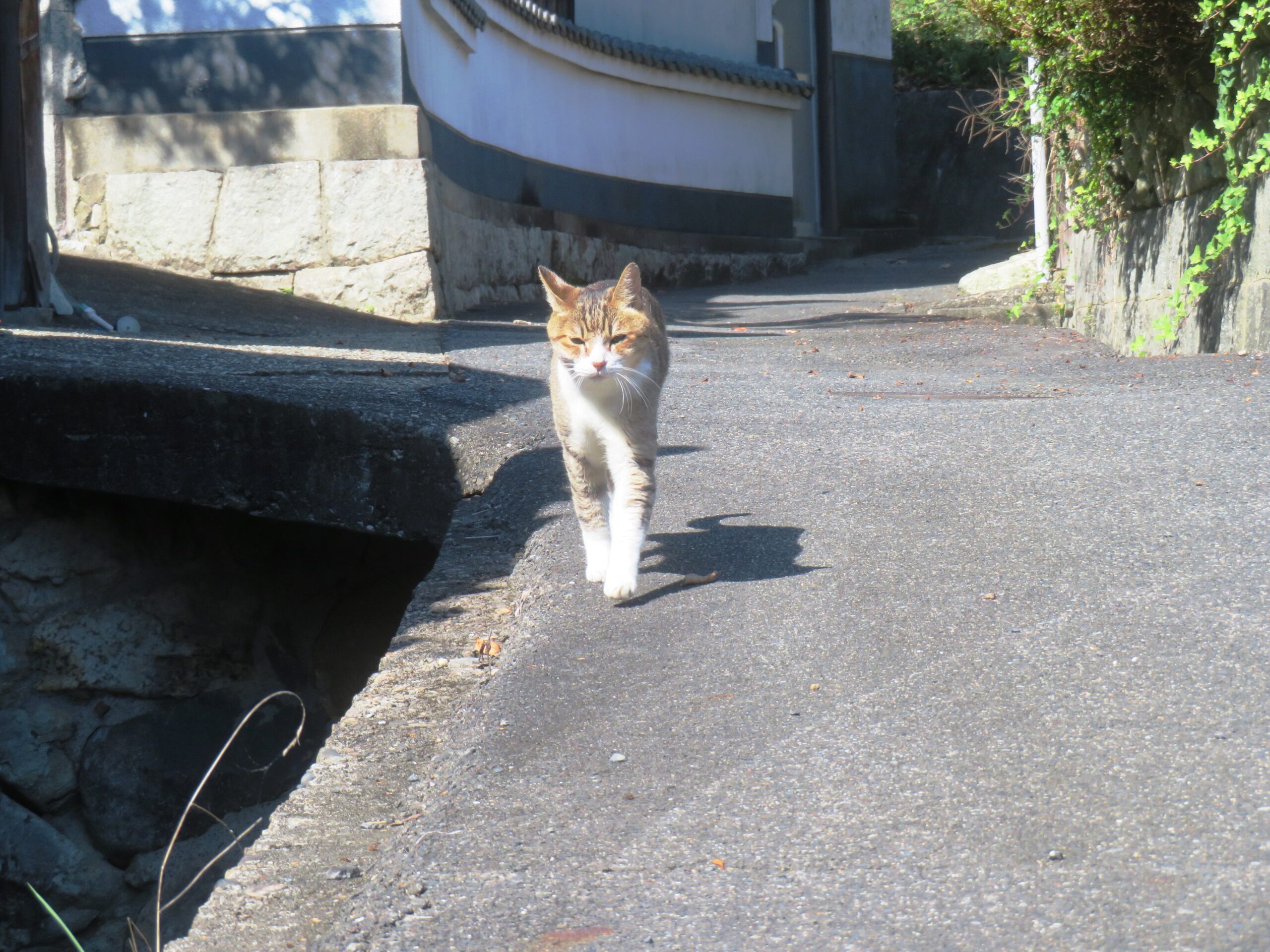 ねこ、風太 巡回