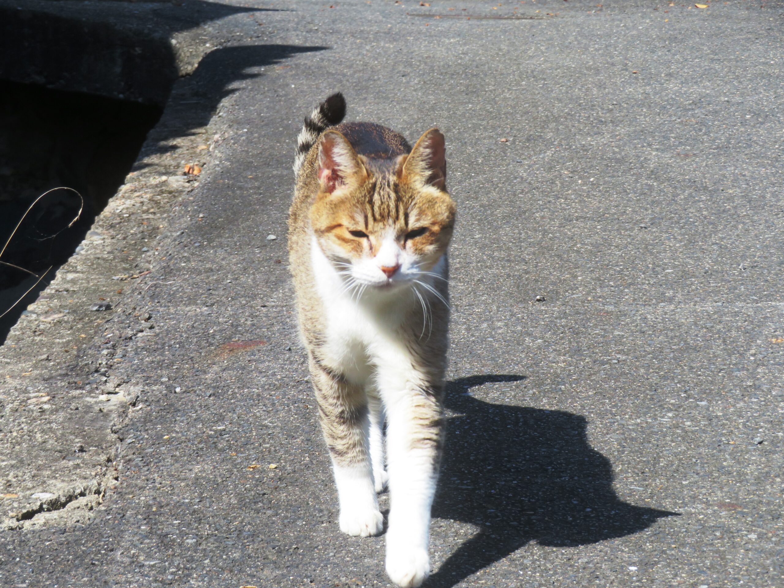 ねこ、風太 巡回