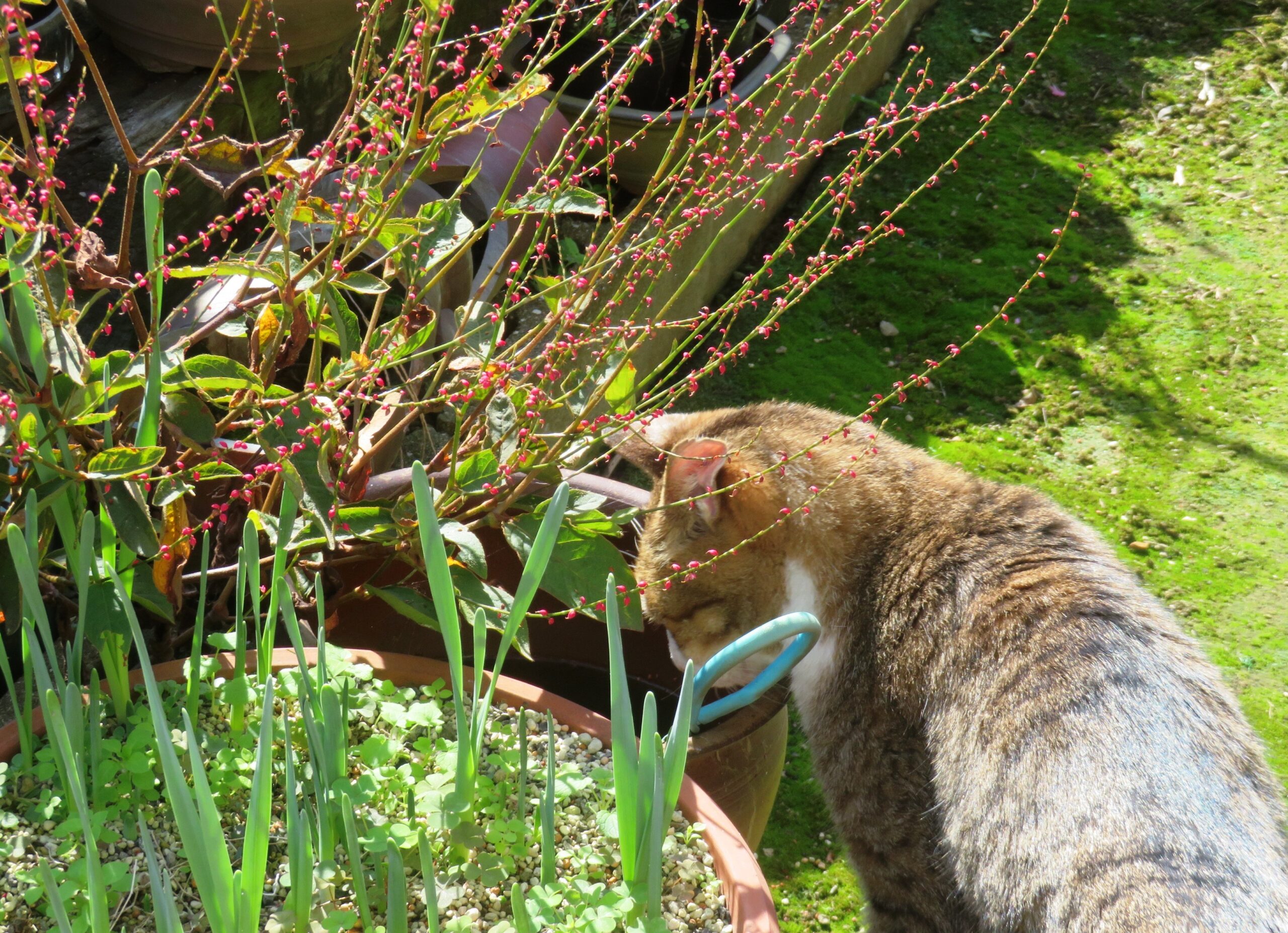 ねこ、風太　水飲み