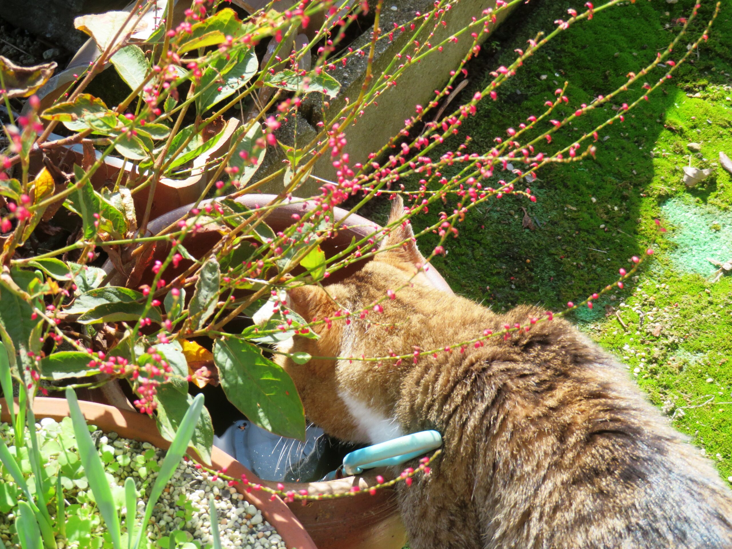 ねこ、風太　水飲み