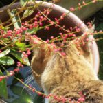 ねこ、風太　水飲み
