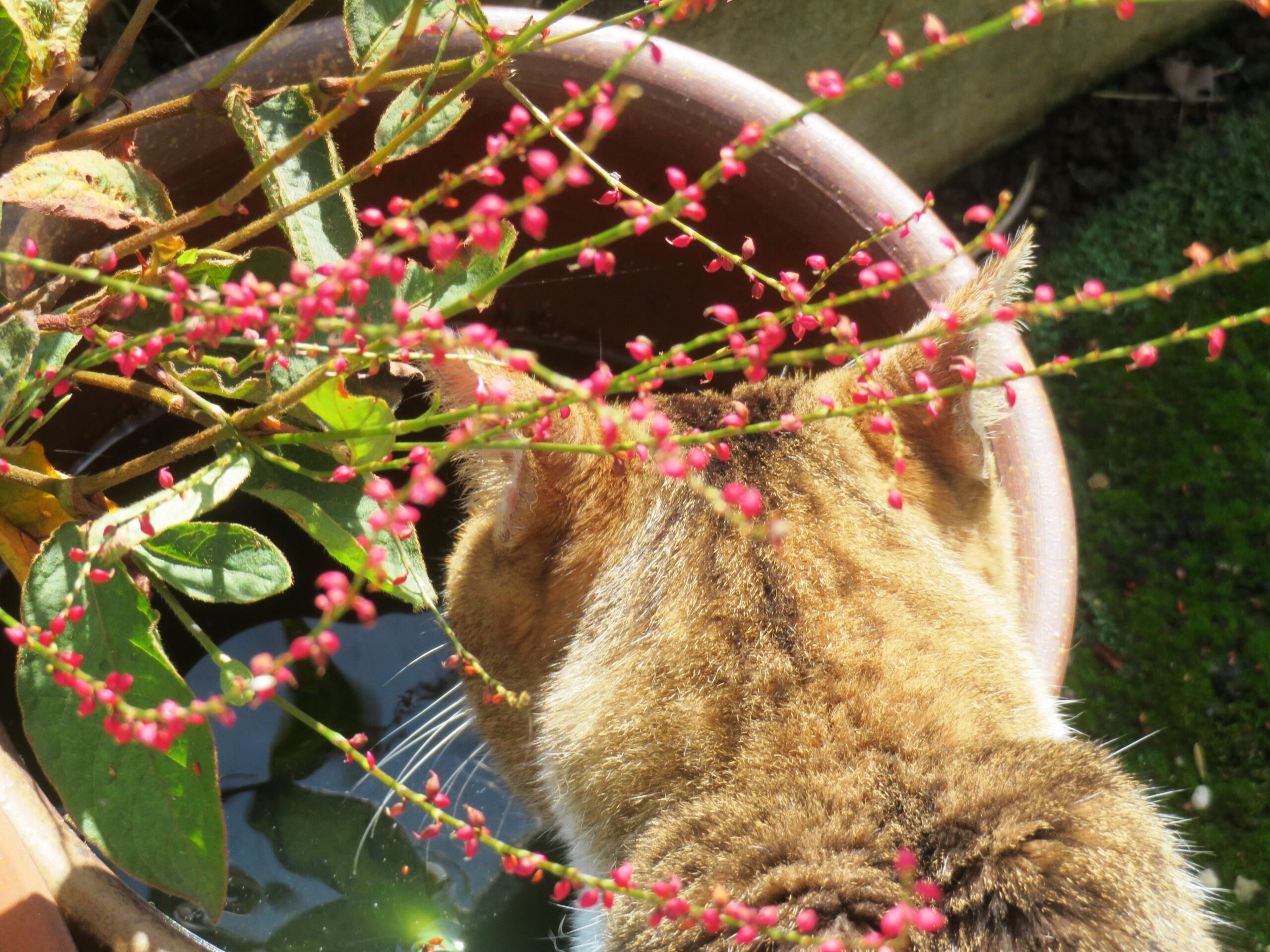 ねこ、風太　水飲み