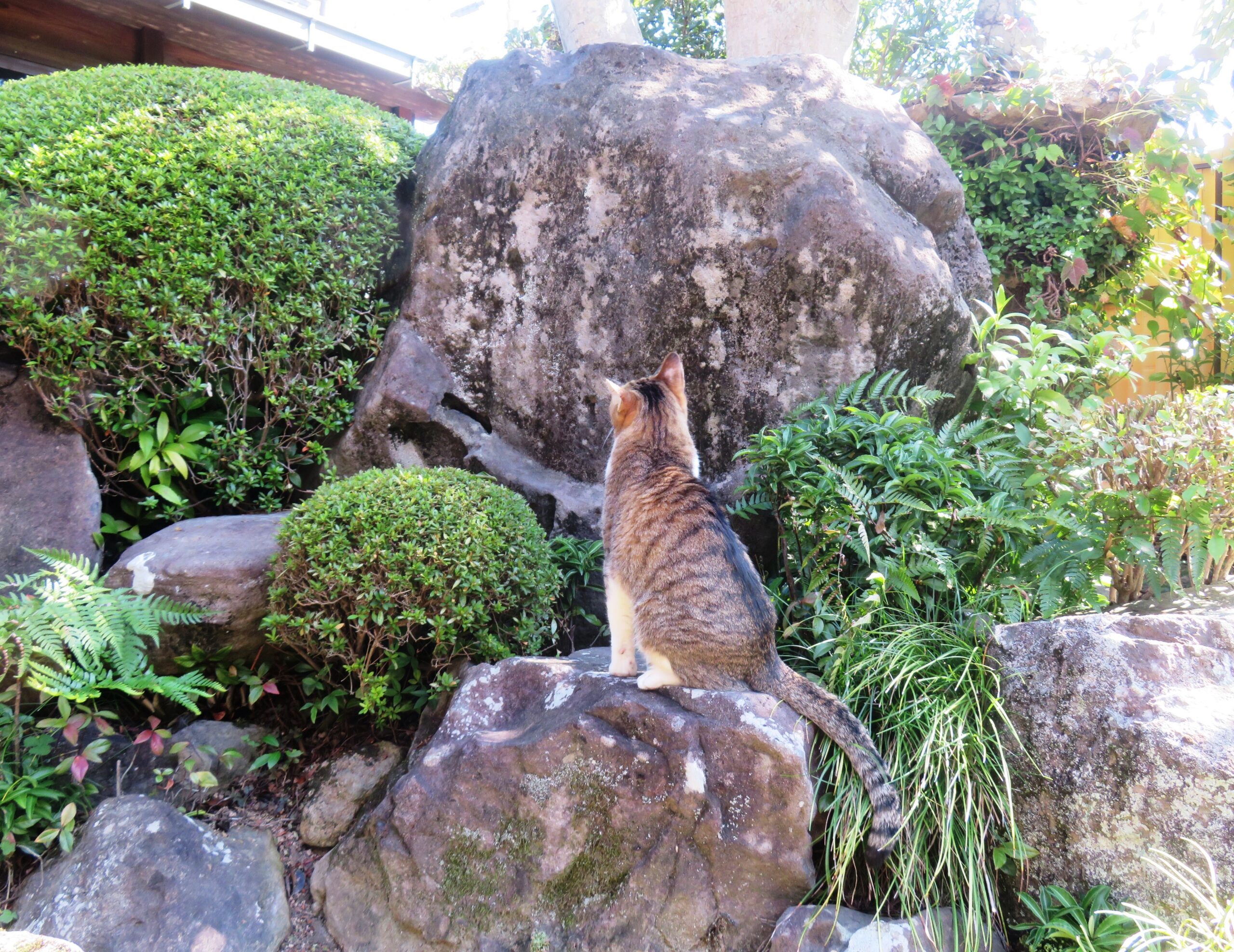 ねこ、風太　巡回