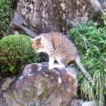 ねこ、風太　巡回