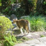 ねこ、風太　巡回