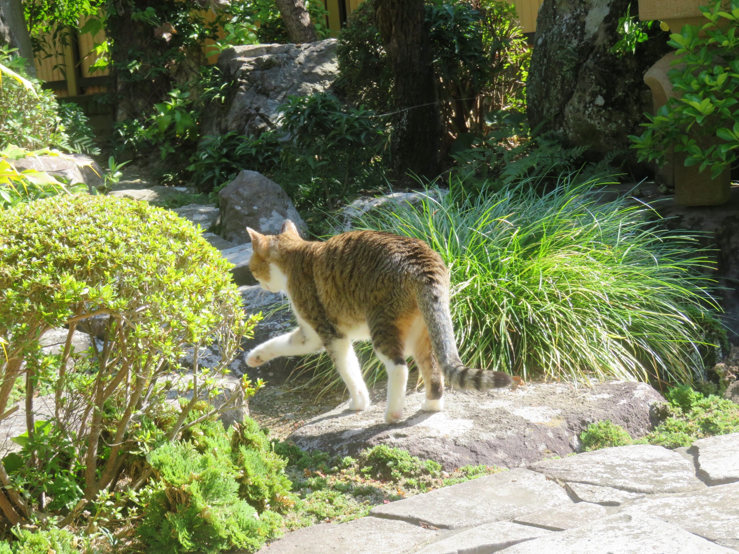 ねこ、風太 巡回