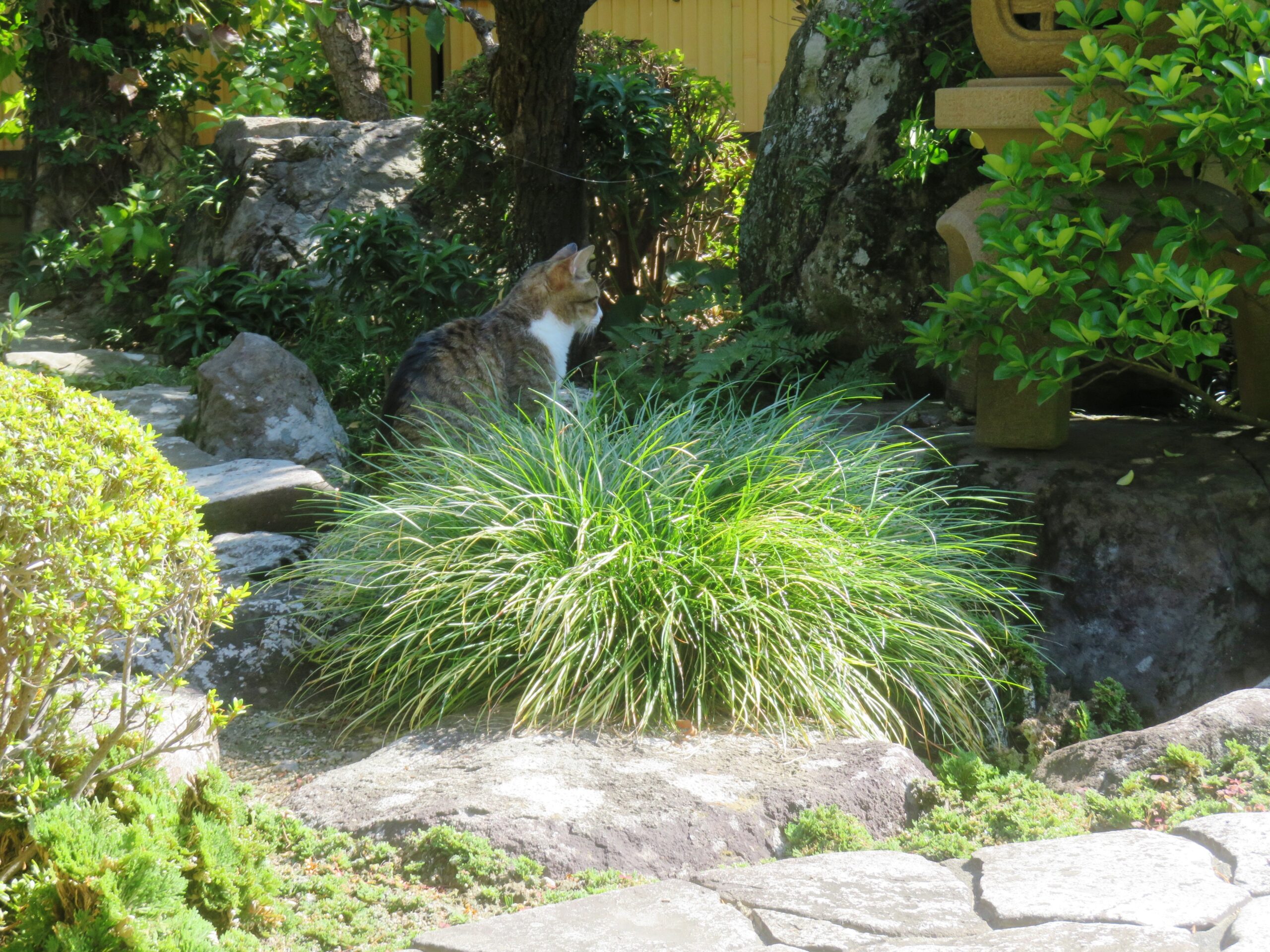 ねこ、風太 巡回