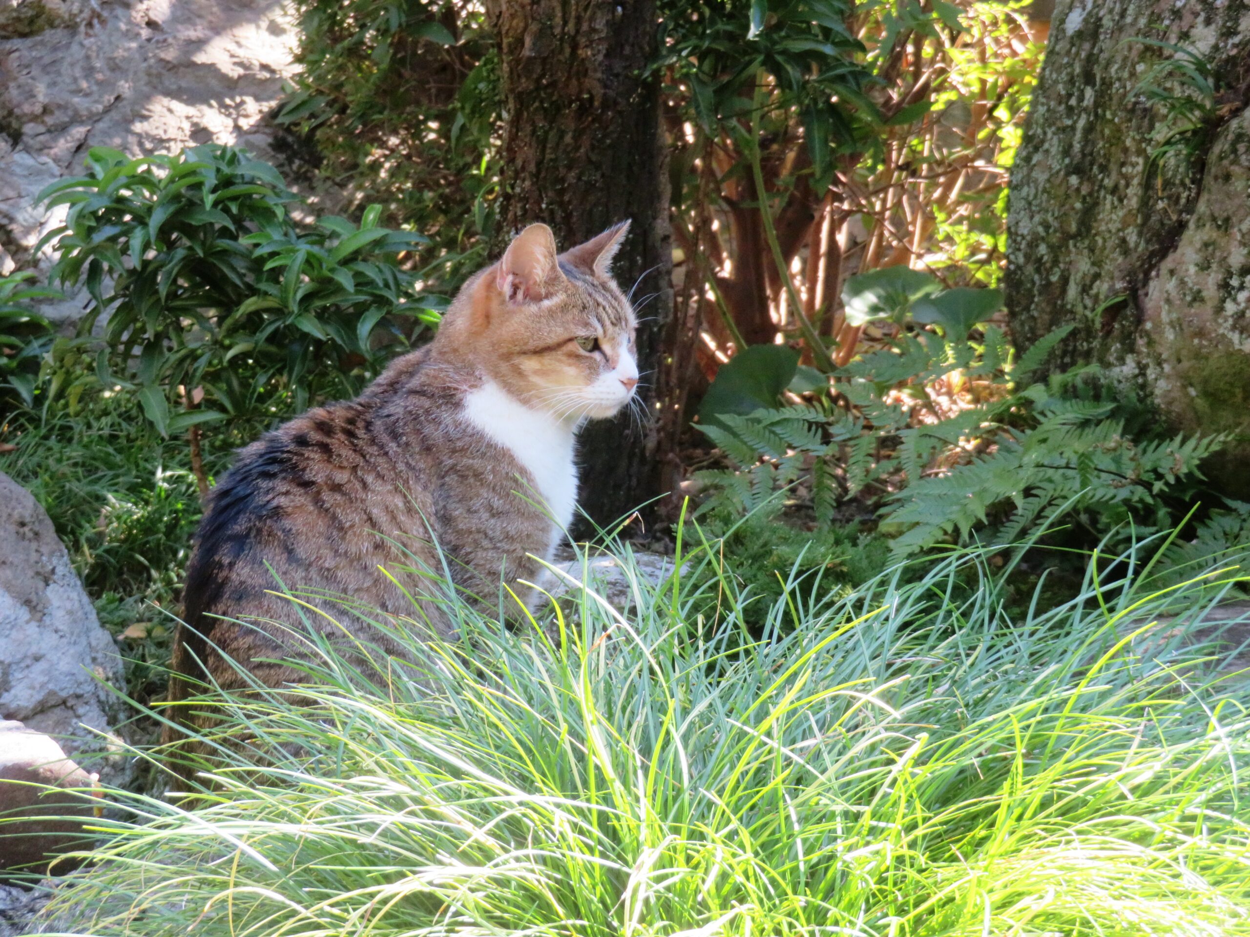 ねこ、風太 巡回