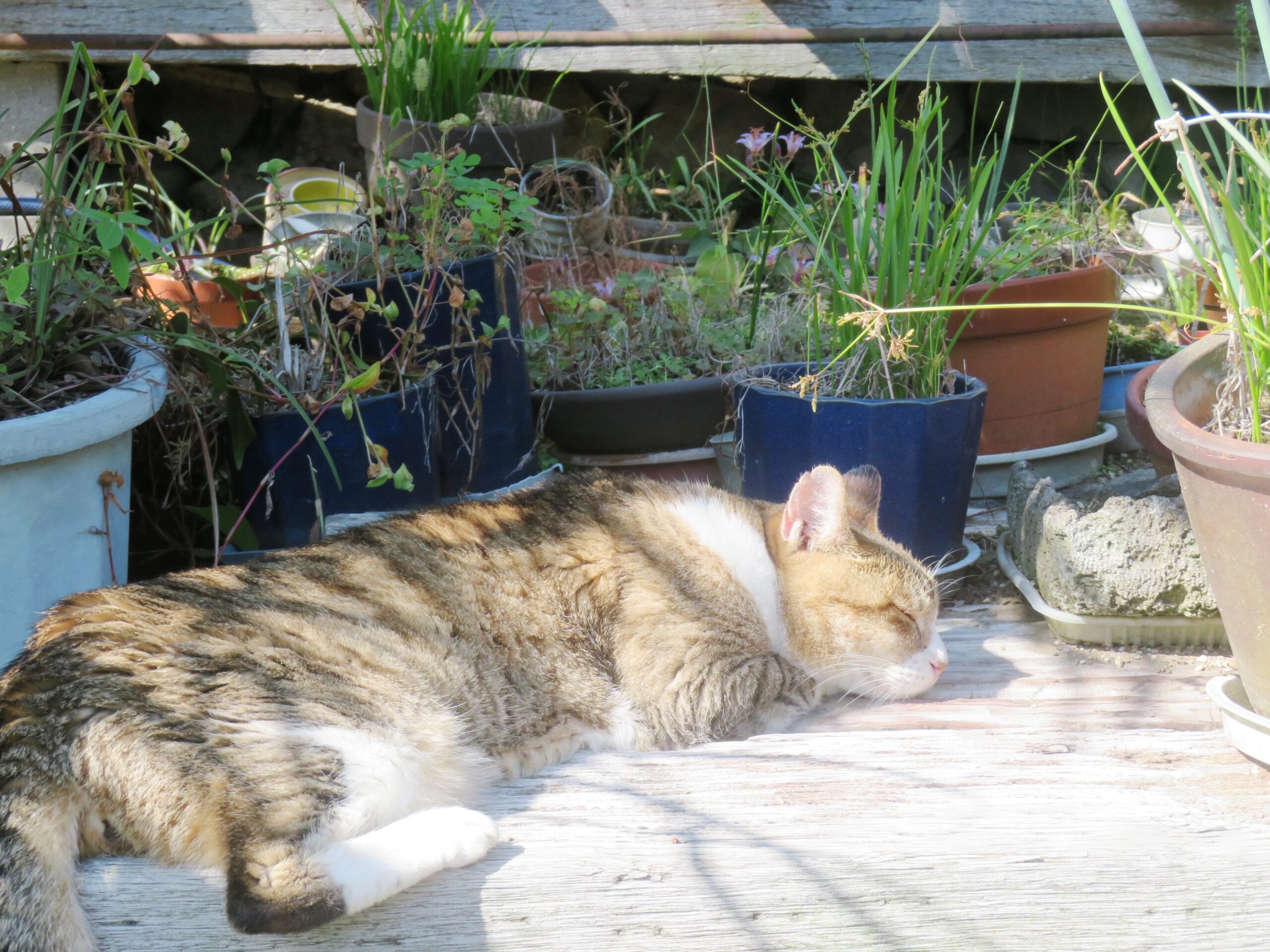 ねこ、風太 ひなたぼっこ