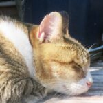 ねこ、風太　ひなたぼっこ