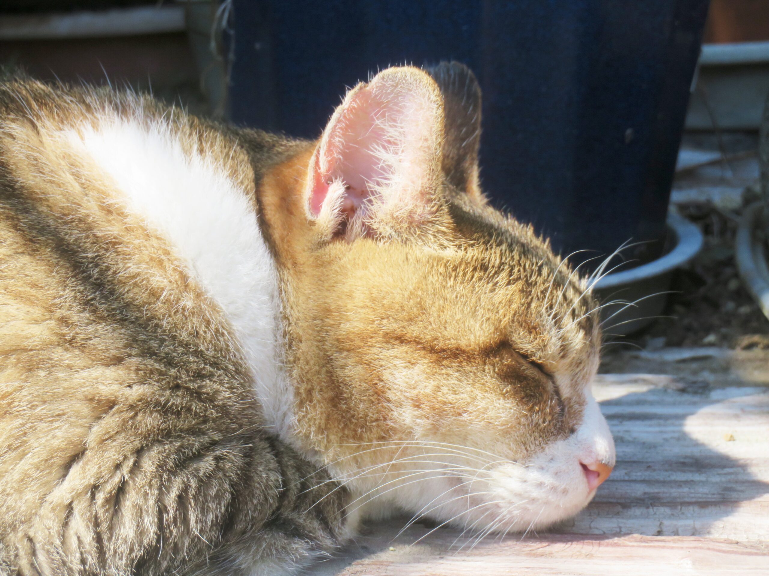 ねこ、風太 ひなたぼっこ