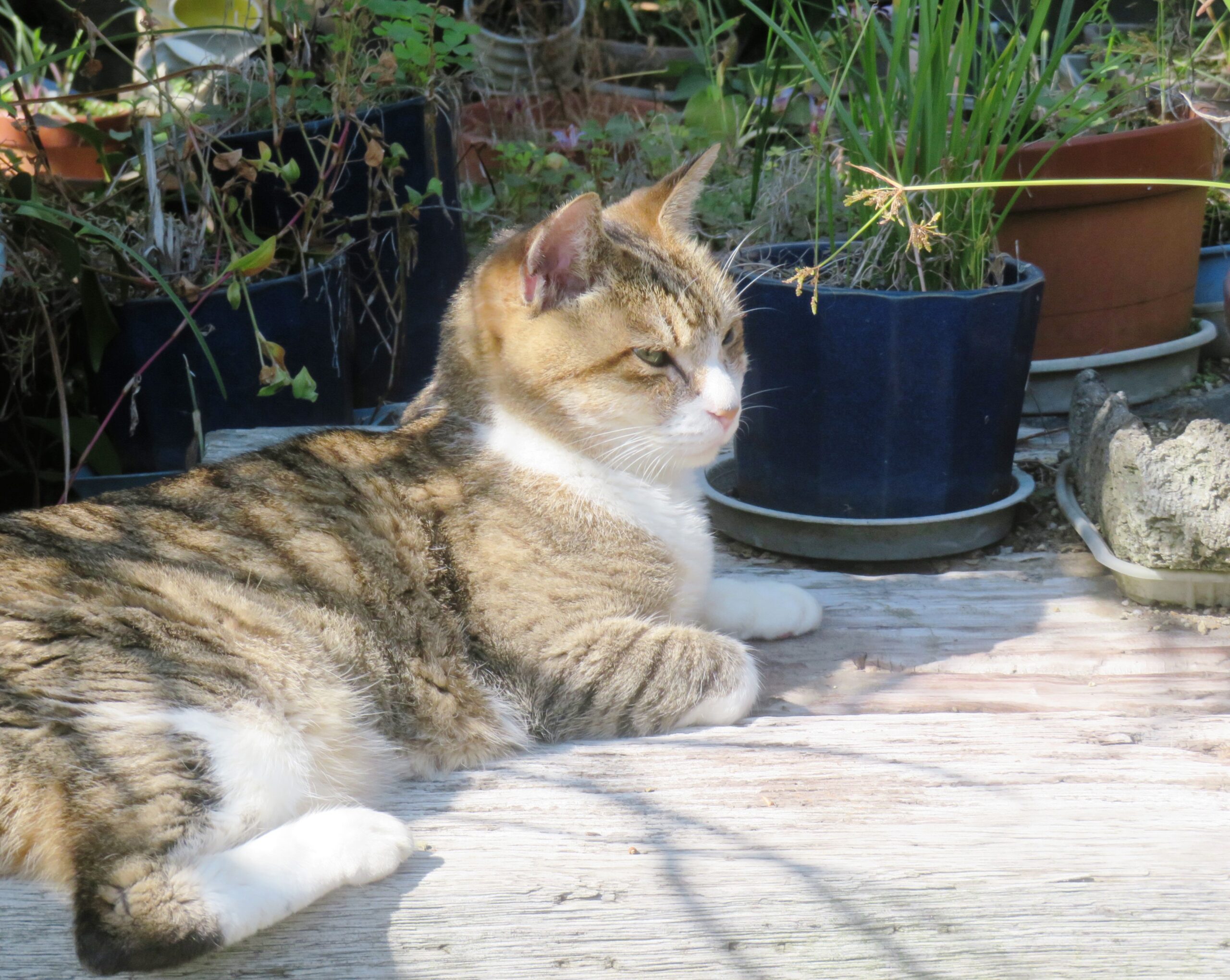 ねこ、風太 ひなたぼっこ
